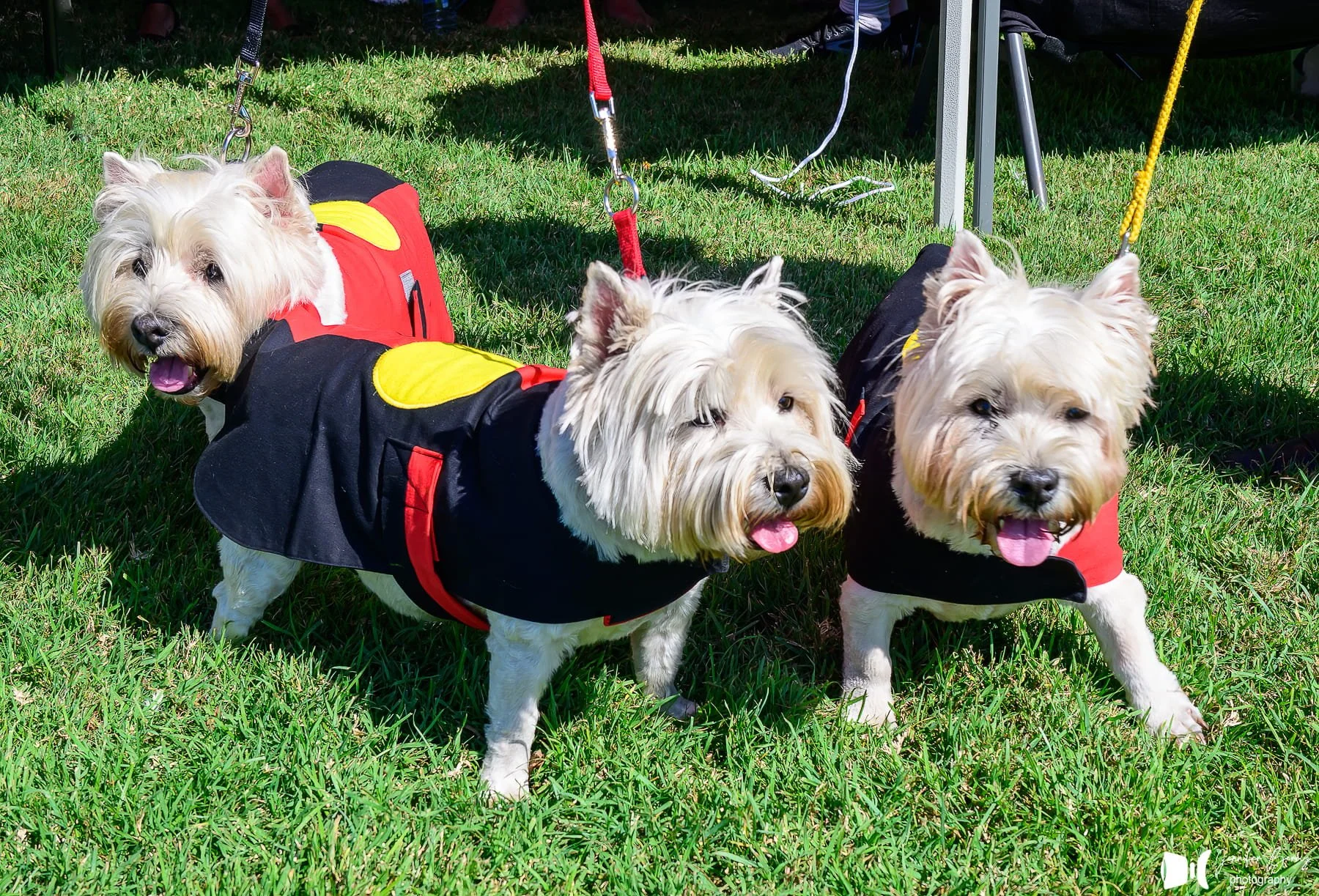 Three small white dogs wearing black and red jackets standing on green grass in sunlight.
