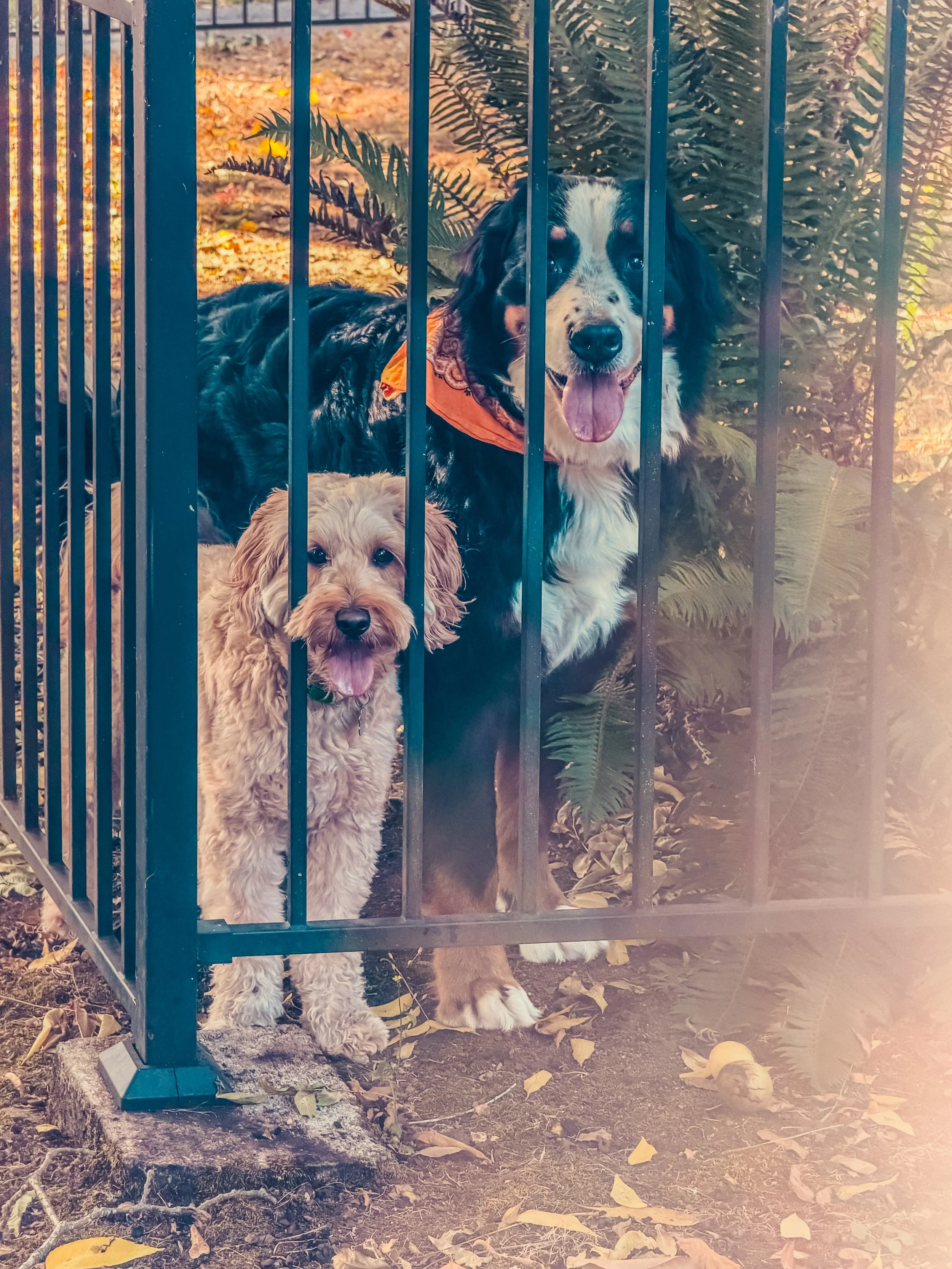 dickholes at the fence line 