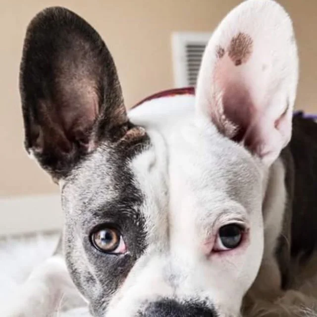 Photo of a French American Bulldog named Nova that was the original muse of XO alicia jo.