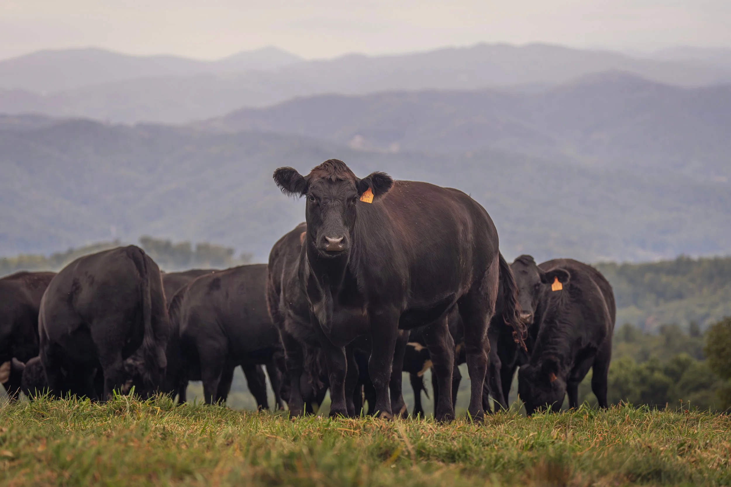 A herd of black cows standing on green grass with mountains in the background.