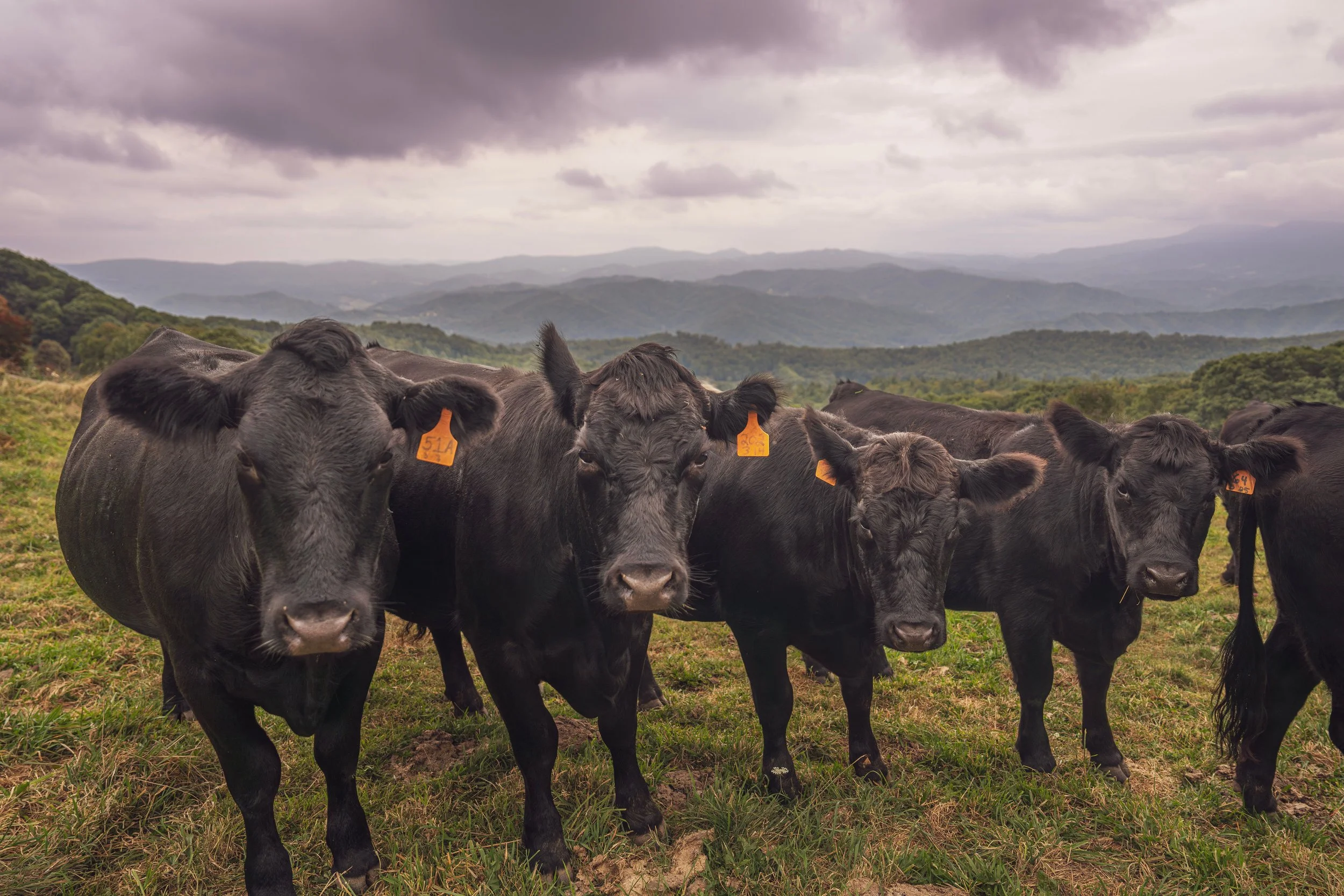 A group of black cows with orange ear tags standing on green grass under a cloudy sky with rolling hills in the background.