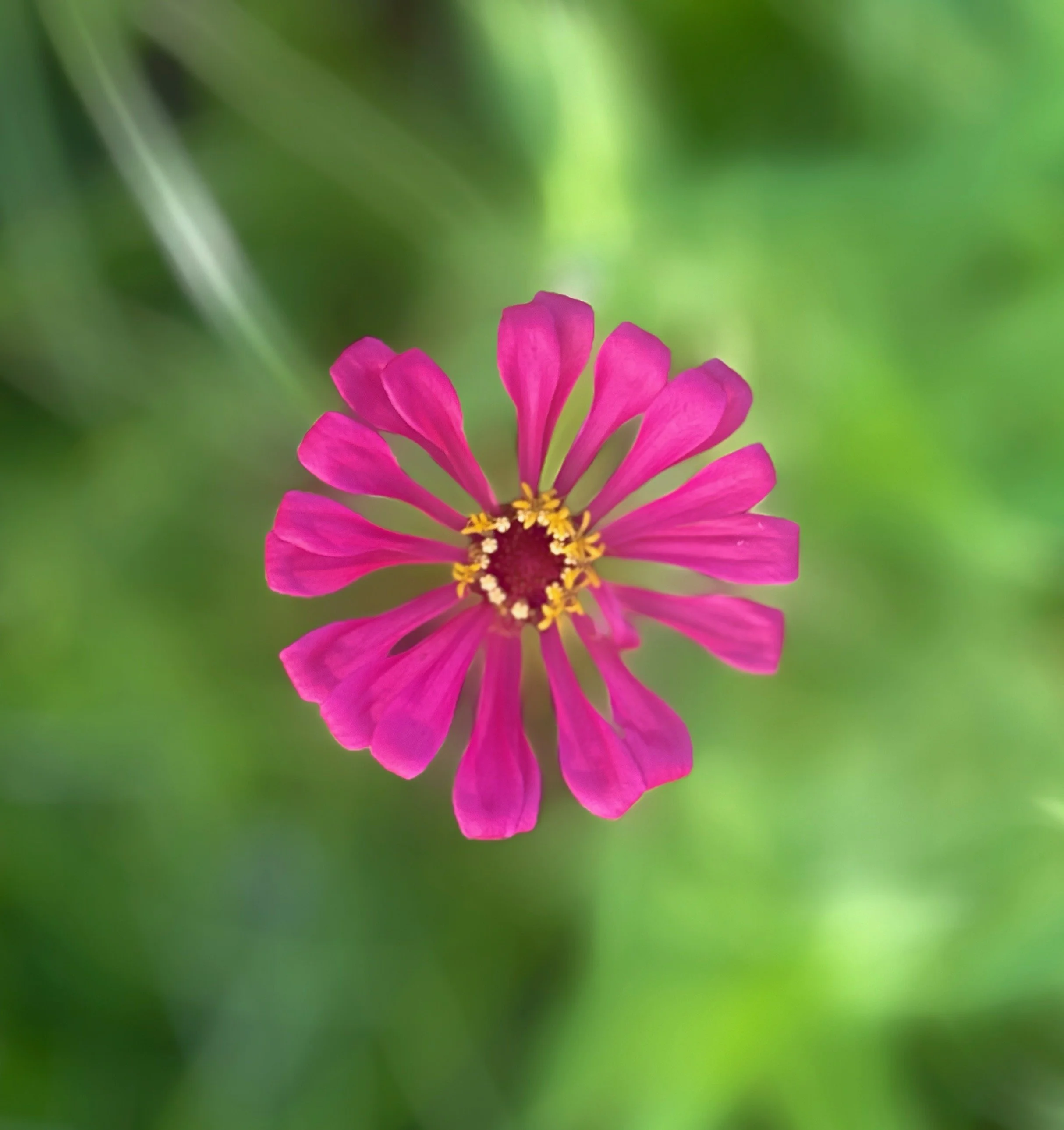 Close-up of a bright pink zinnia flower against a soft green blurred background