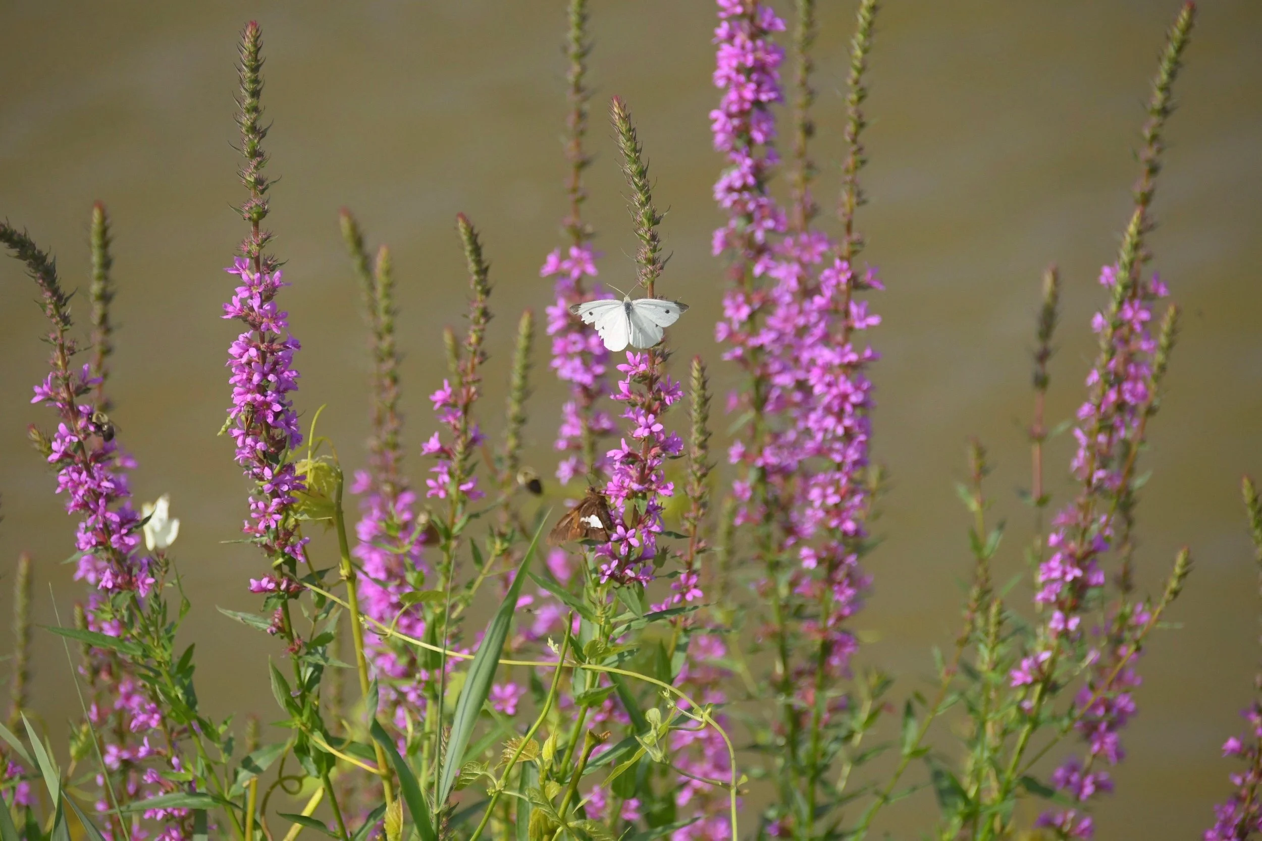 White butterfly among blooming purple wildflowers