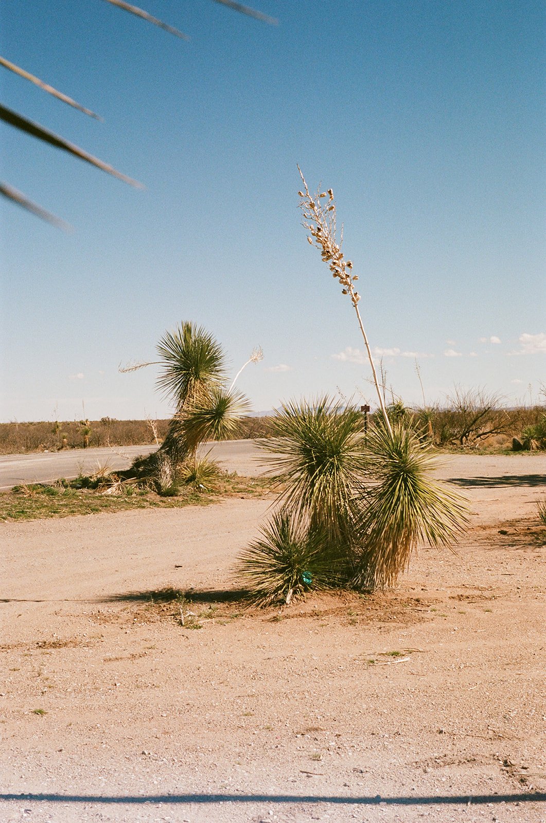 AnnieAustin_Roadside-Arizona-trip_Kodak-Portra-400.jpg
