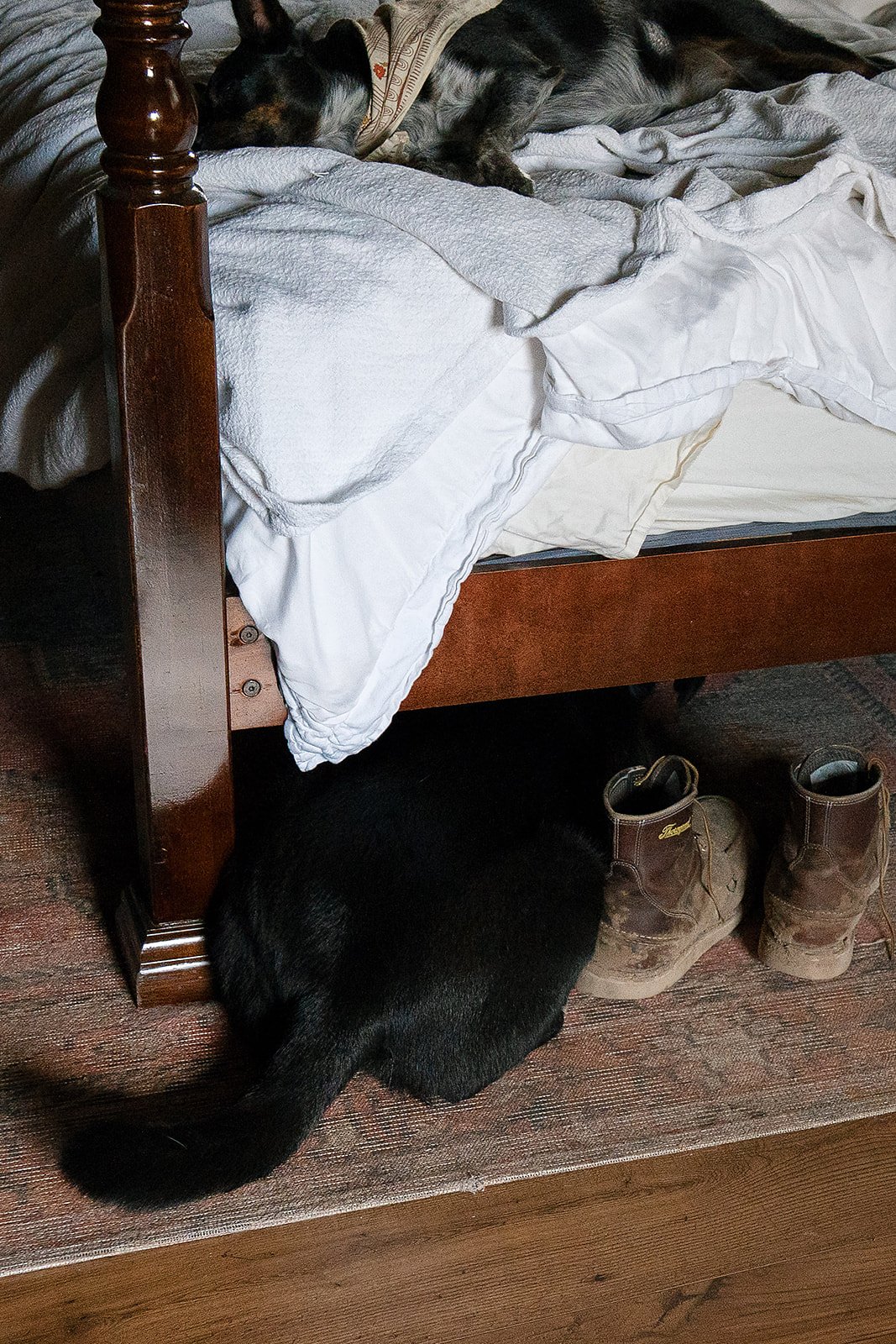 AnnieAustinPhoto_At-home-couples-photography_with-dogs_18.jpg