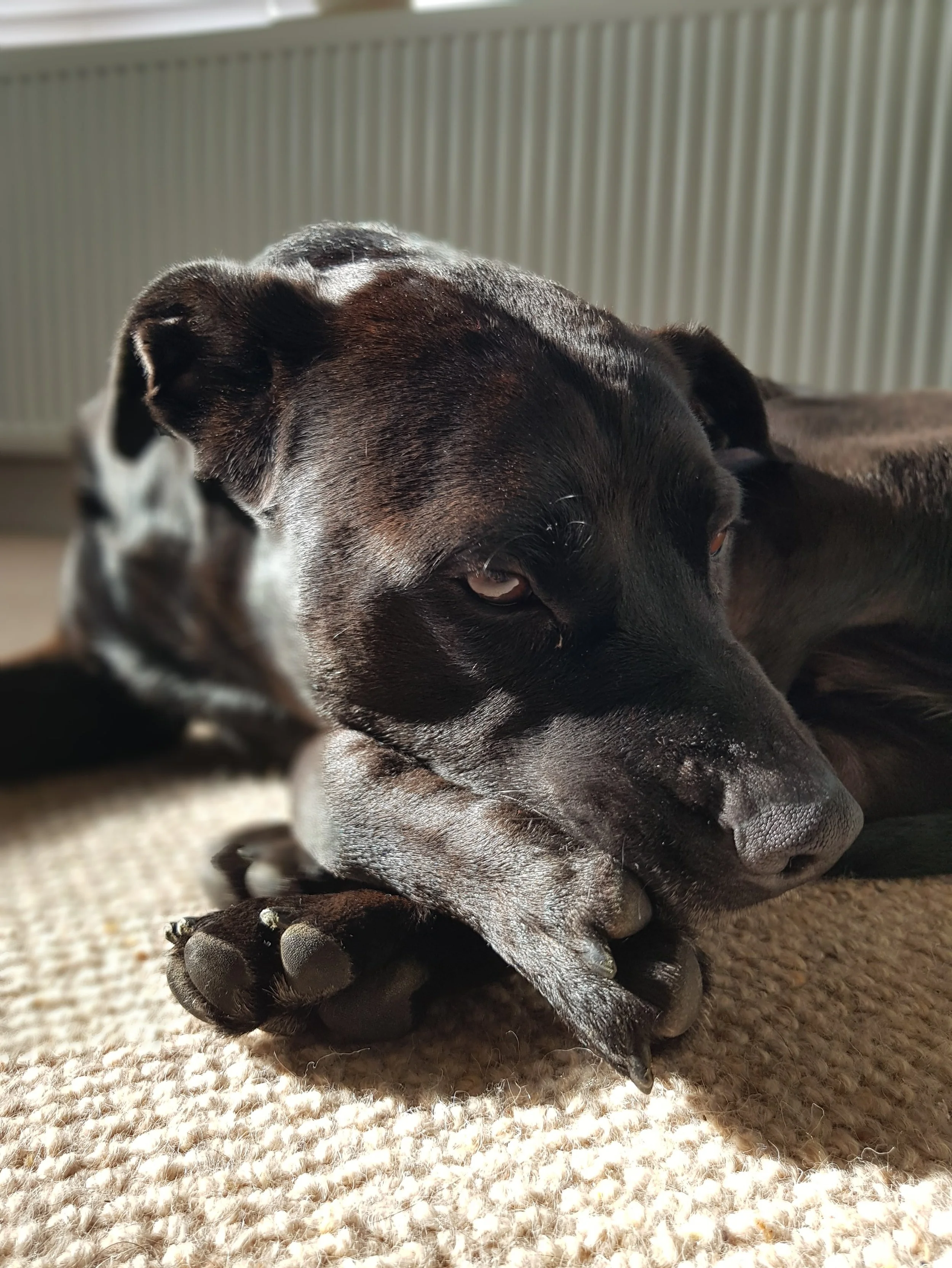 This is Callie. And without her, this business wouldn&rsquo;t exist. 🤍🐾

Callie was my rescue dog, and she changed the direction of my life in ways I could never have anticipated.

Living with Callie wasn&rsquo;t always easy. She struggled with rea
