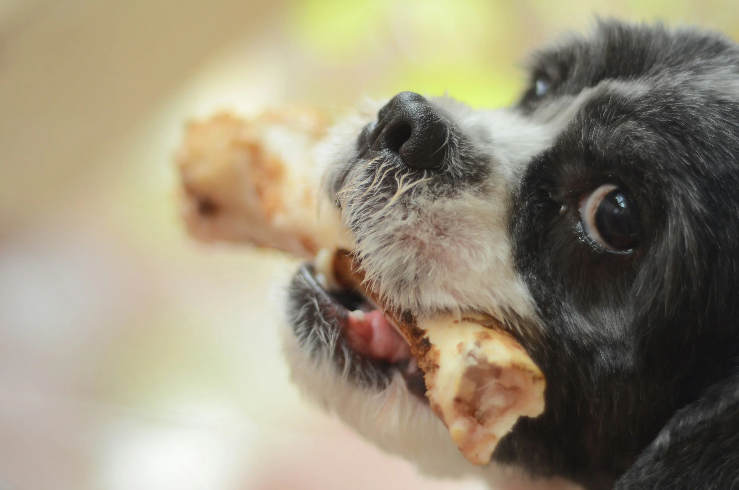 Close-up of a black and white dog with its mouth open, eating a bone or treat.