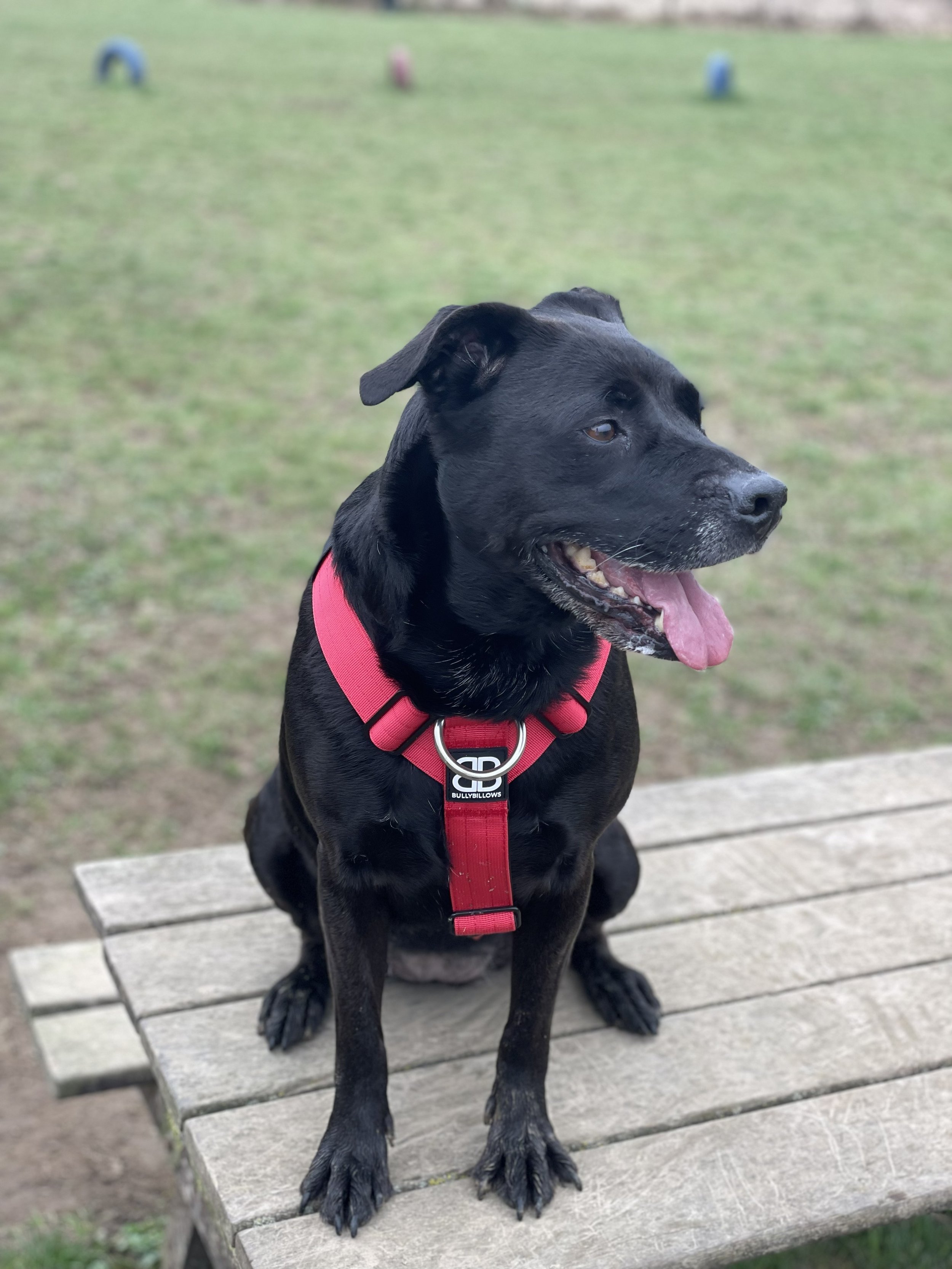 A black dog with a pink harness sitting on wooden benches outdoors, with a grassy field and some colorful tires in the background.