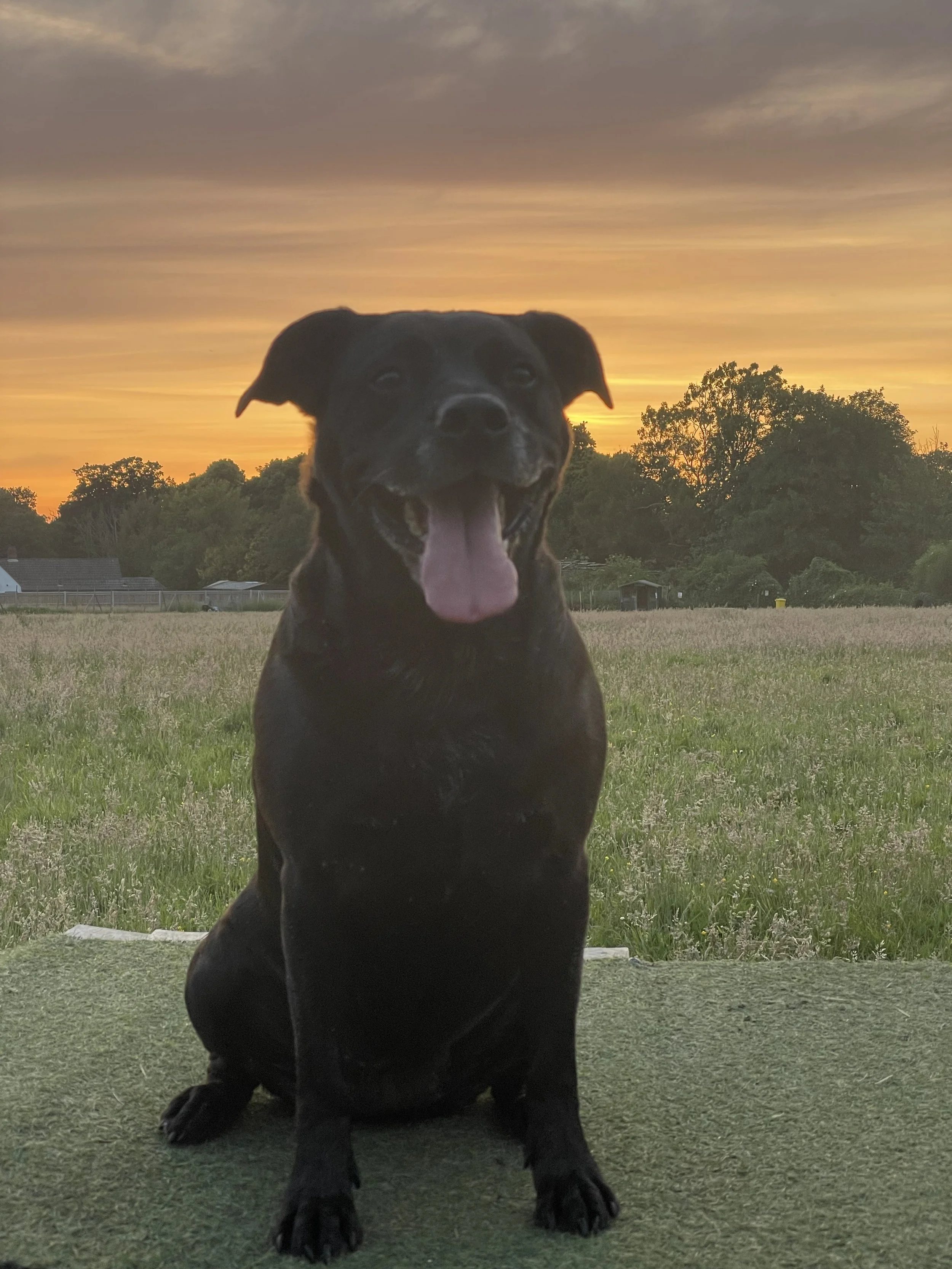 Black dog with open mouth and tongue out sitting on a porch at sunset with trees and houses in the background.