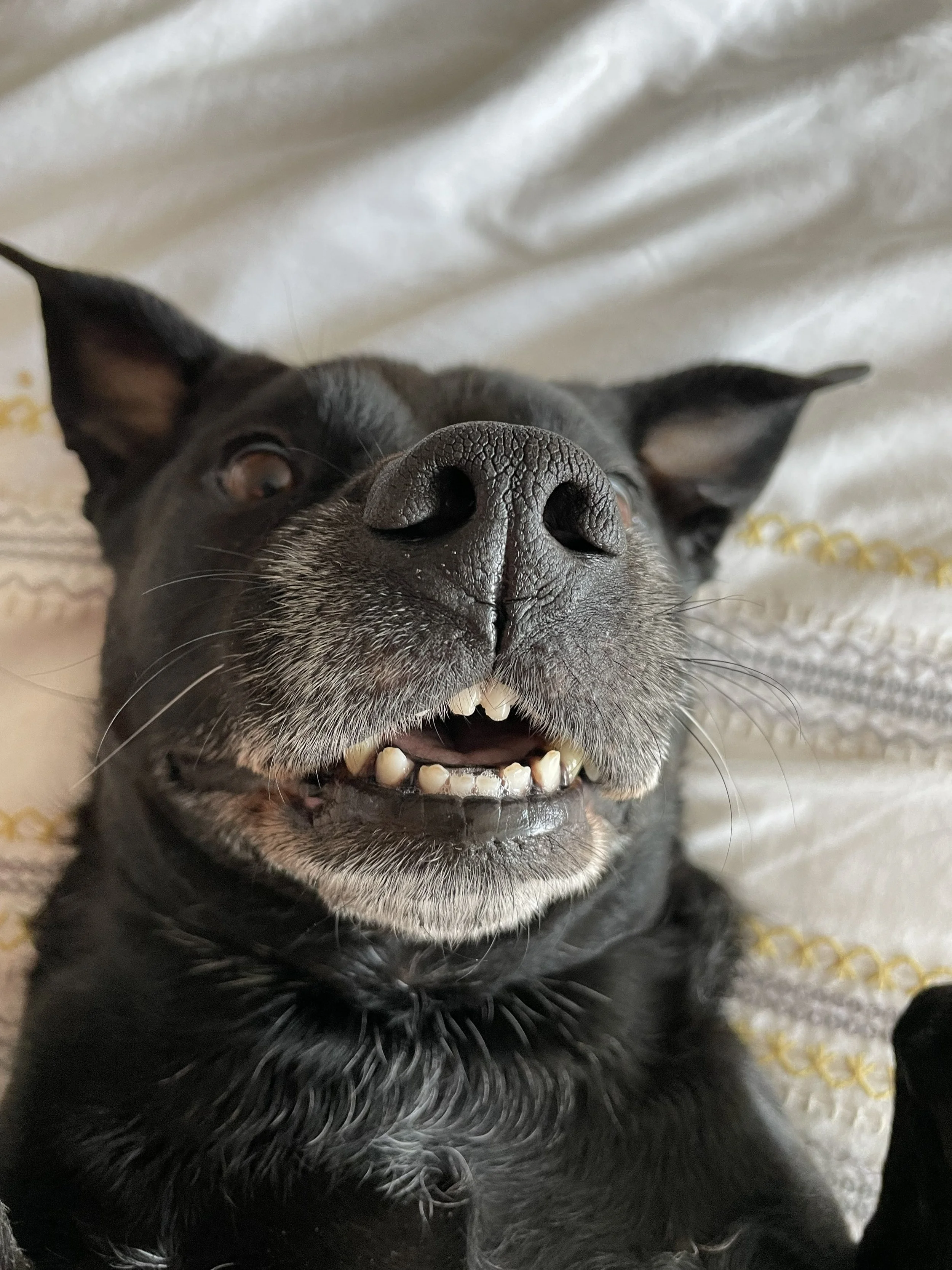 Close-up of a black dog with a wide smile, showing teeth, lying on a white textured blanket.