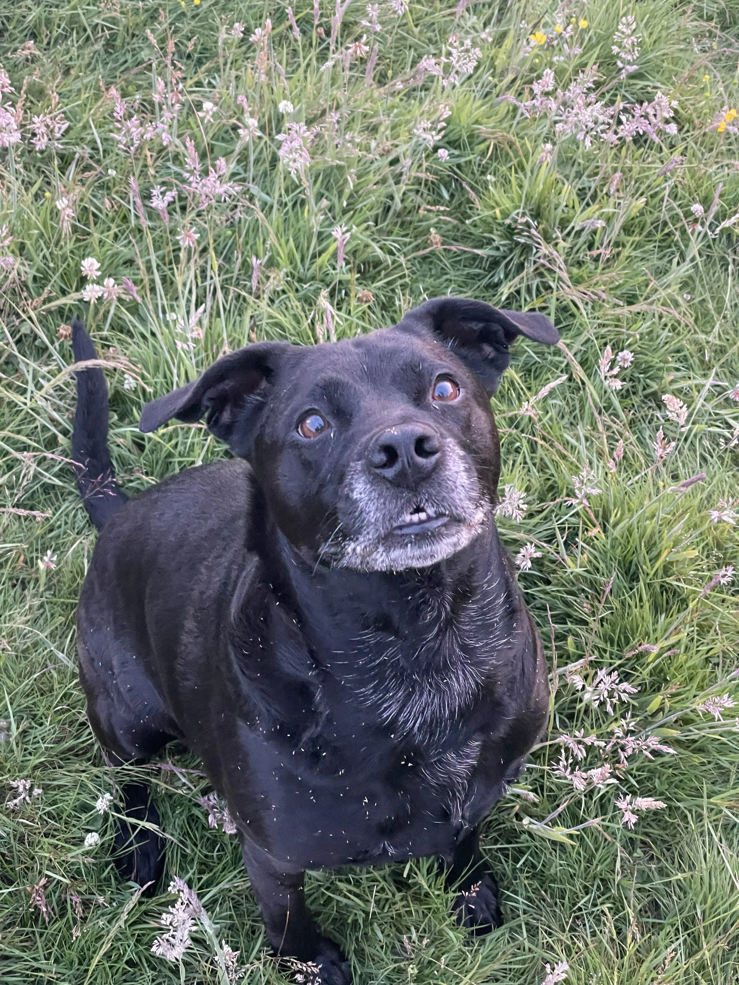Black dog lying in a grassy field with purple wildflowers, looking up at the camera.