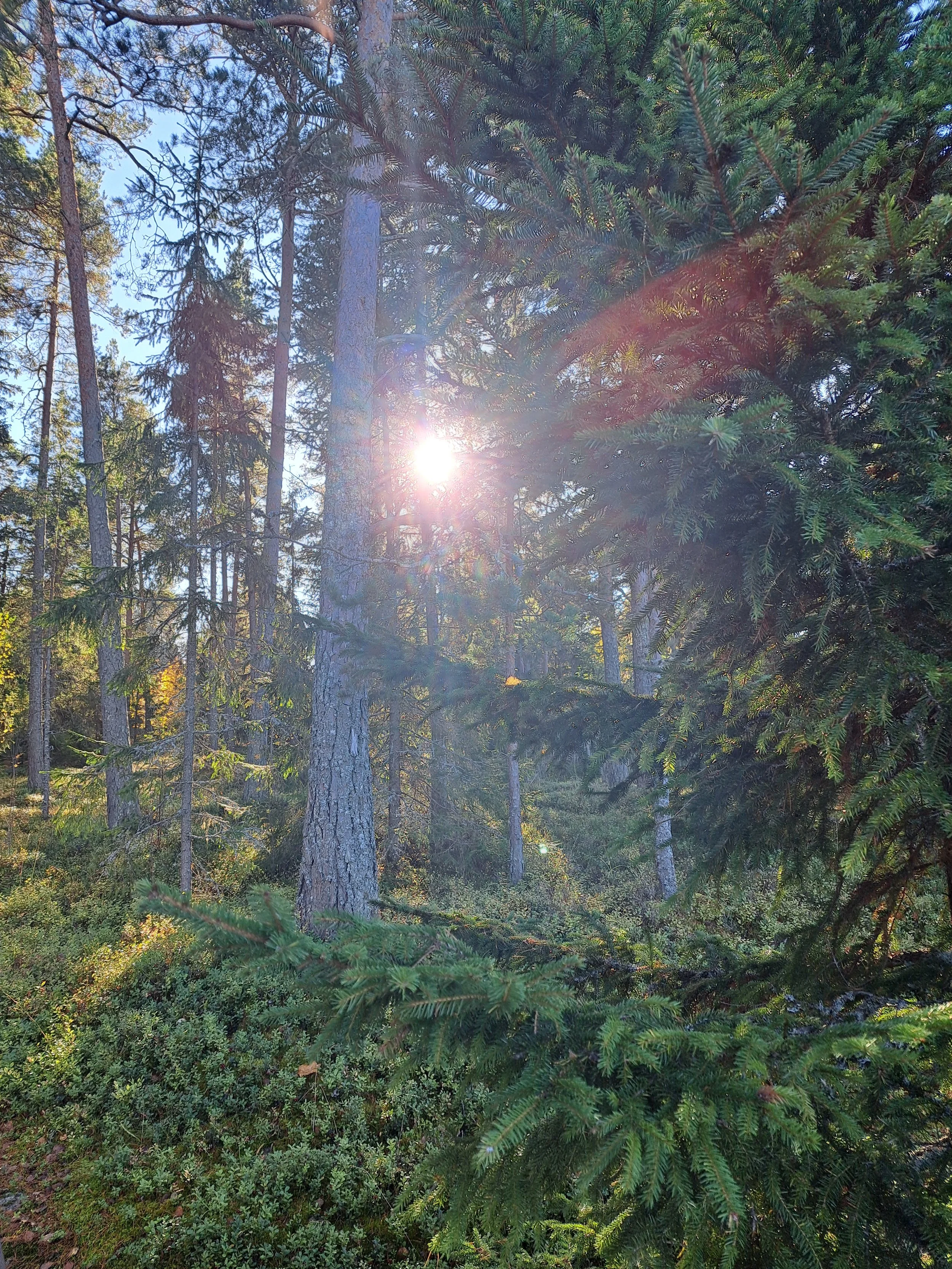 Aurinkoinen havumetsä, jossa kasvaa korkeita mäntyjä ja kuusia.