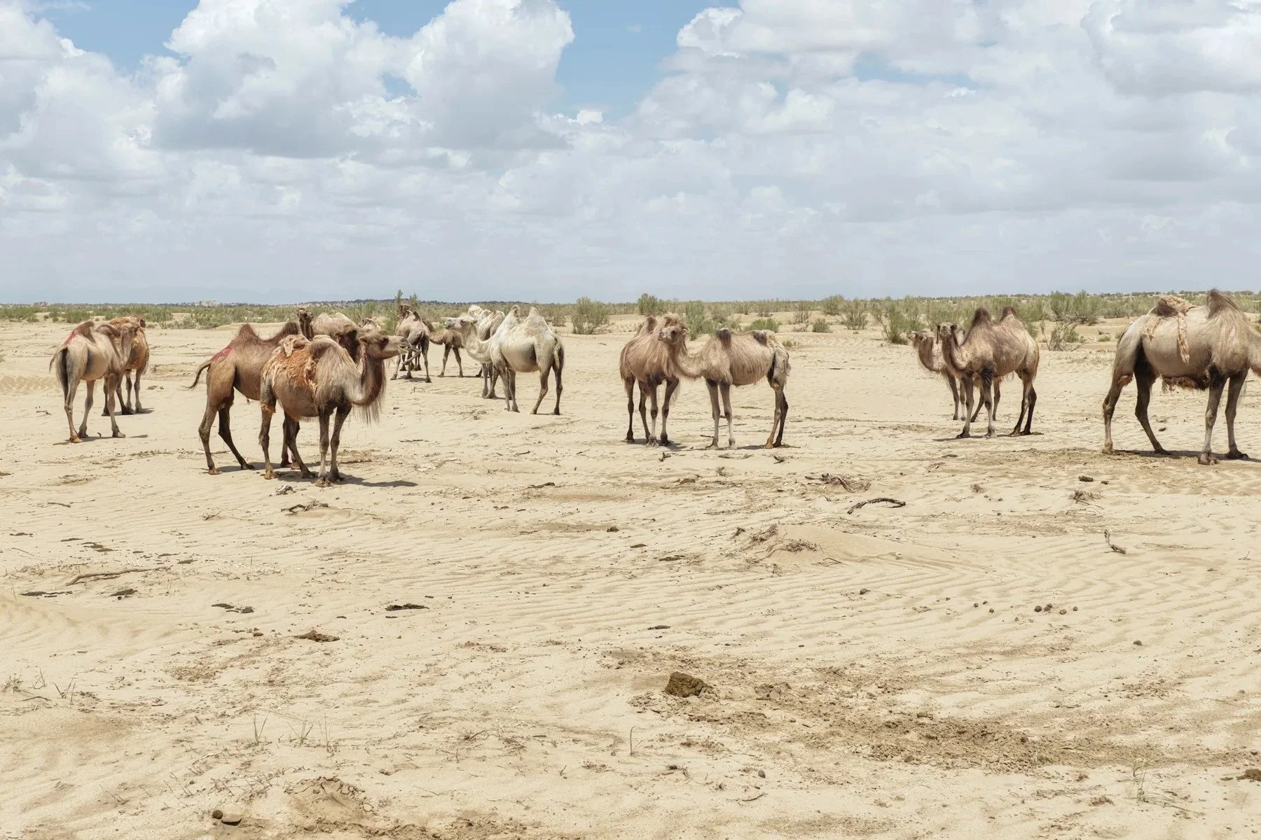 Camels among shrubs · Qaidam Basin