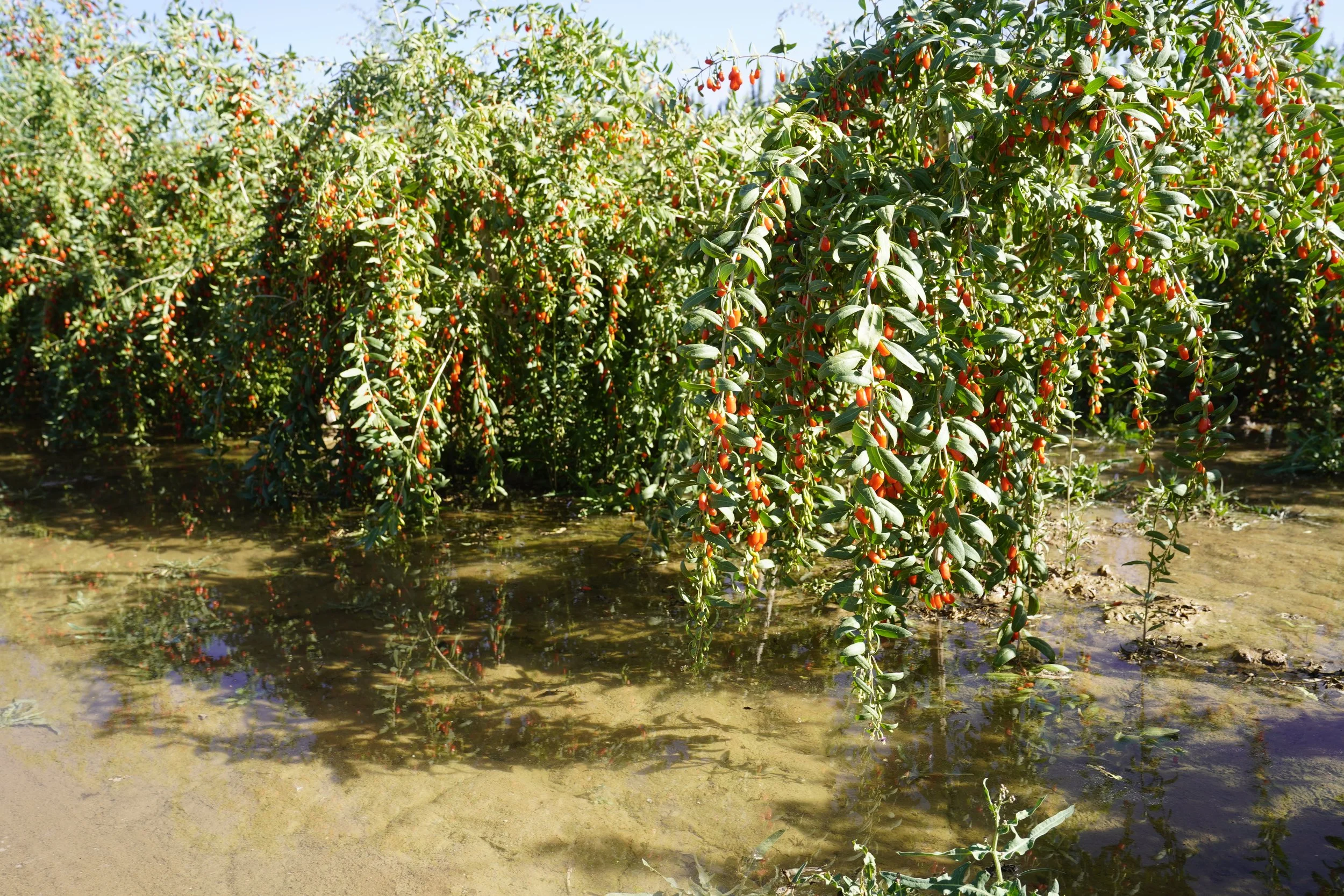 Goji berries ripen on heavily laden branches.
