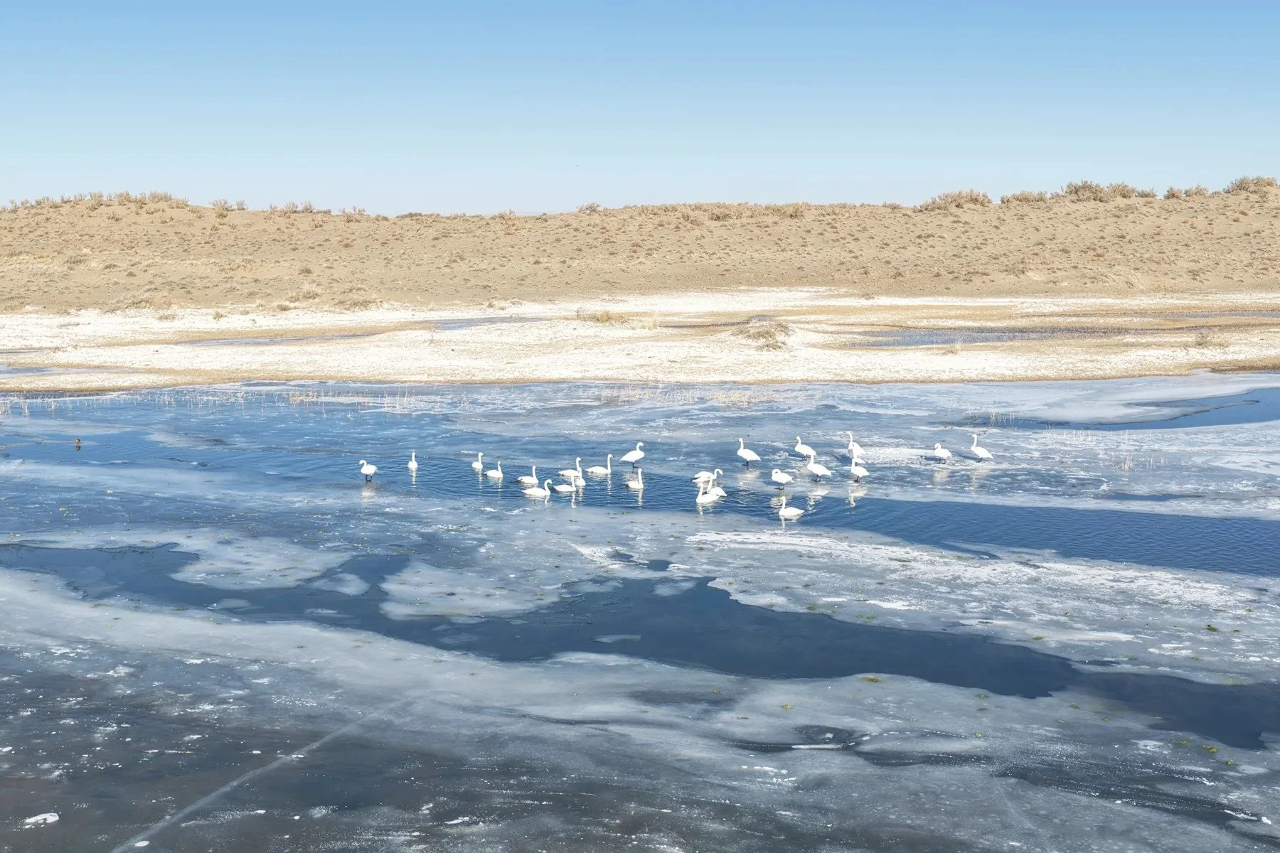 Swans at the edge of winter ice · Qaidam Basin