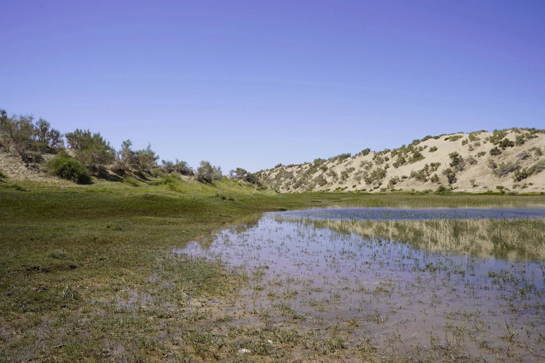 Late-summer wetland · Qaidam Basin