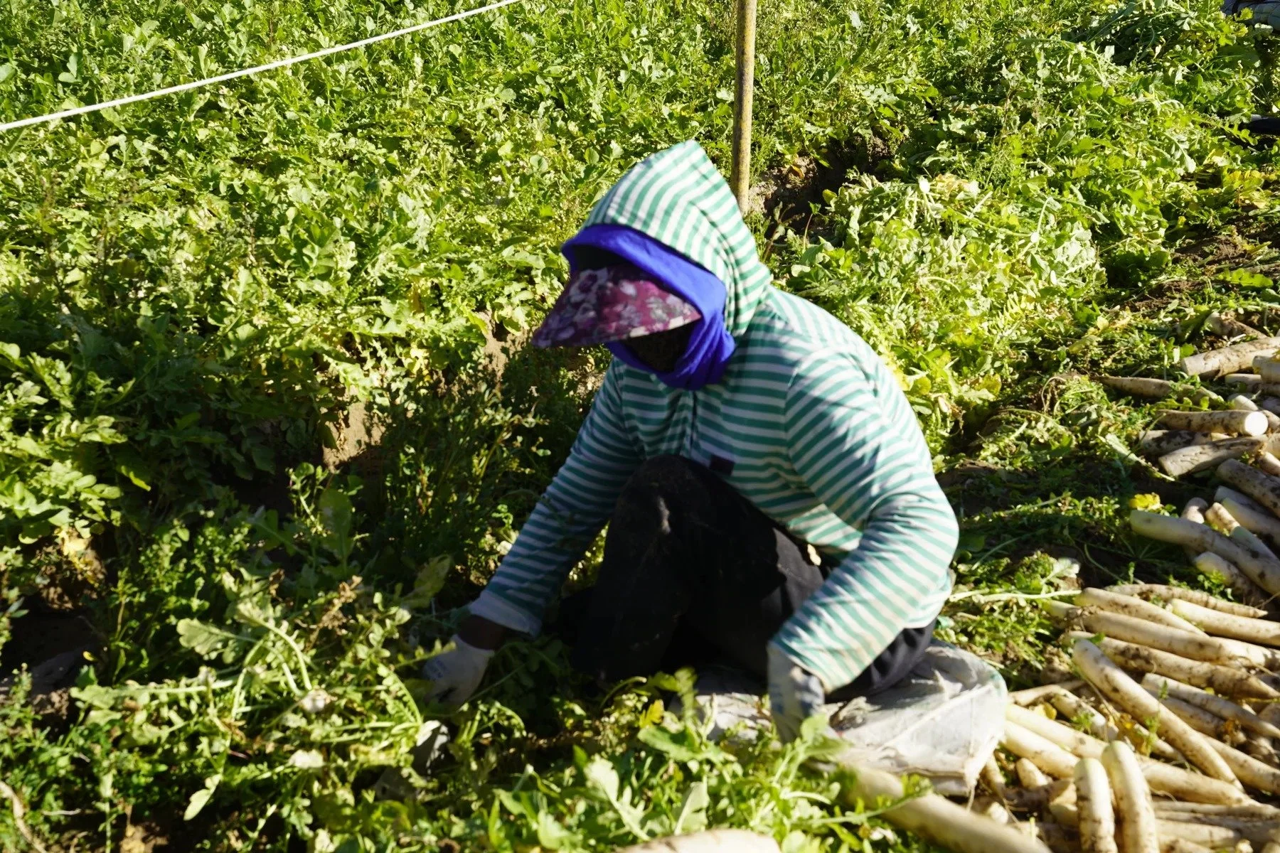 Sorting the harvest · Qaidam Basin
