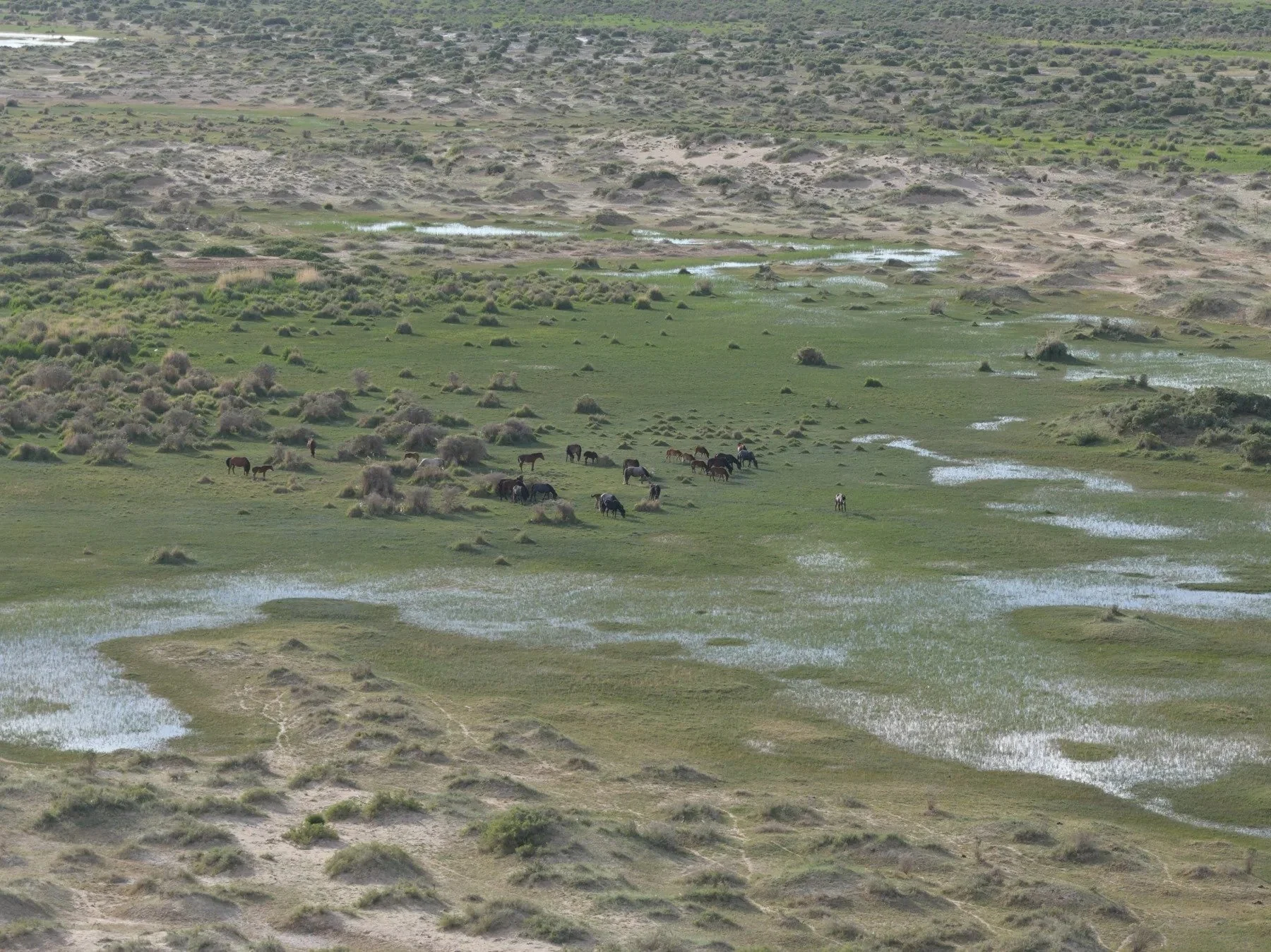 Meadow vegetation · Qaidam Basin