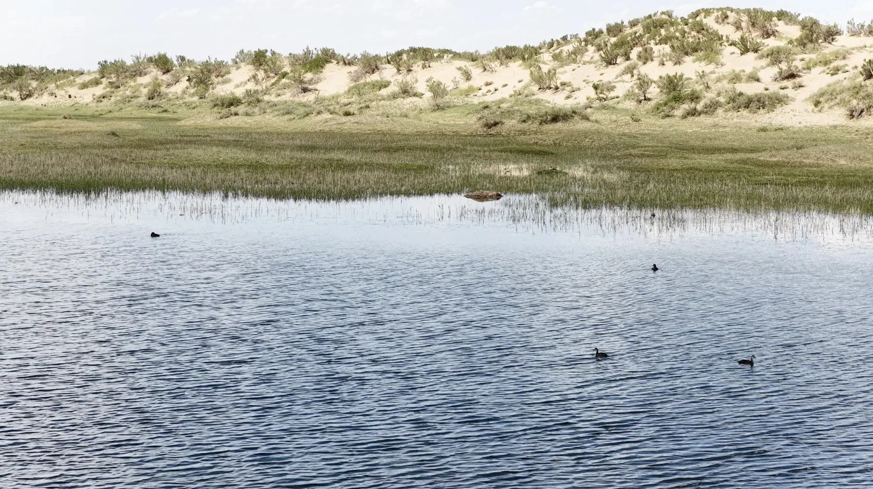 Birds in the landscape · Qaidam Basin