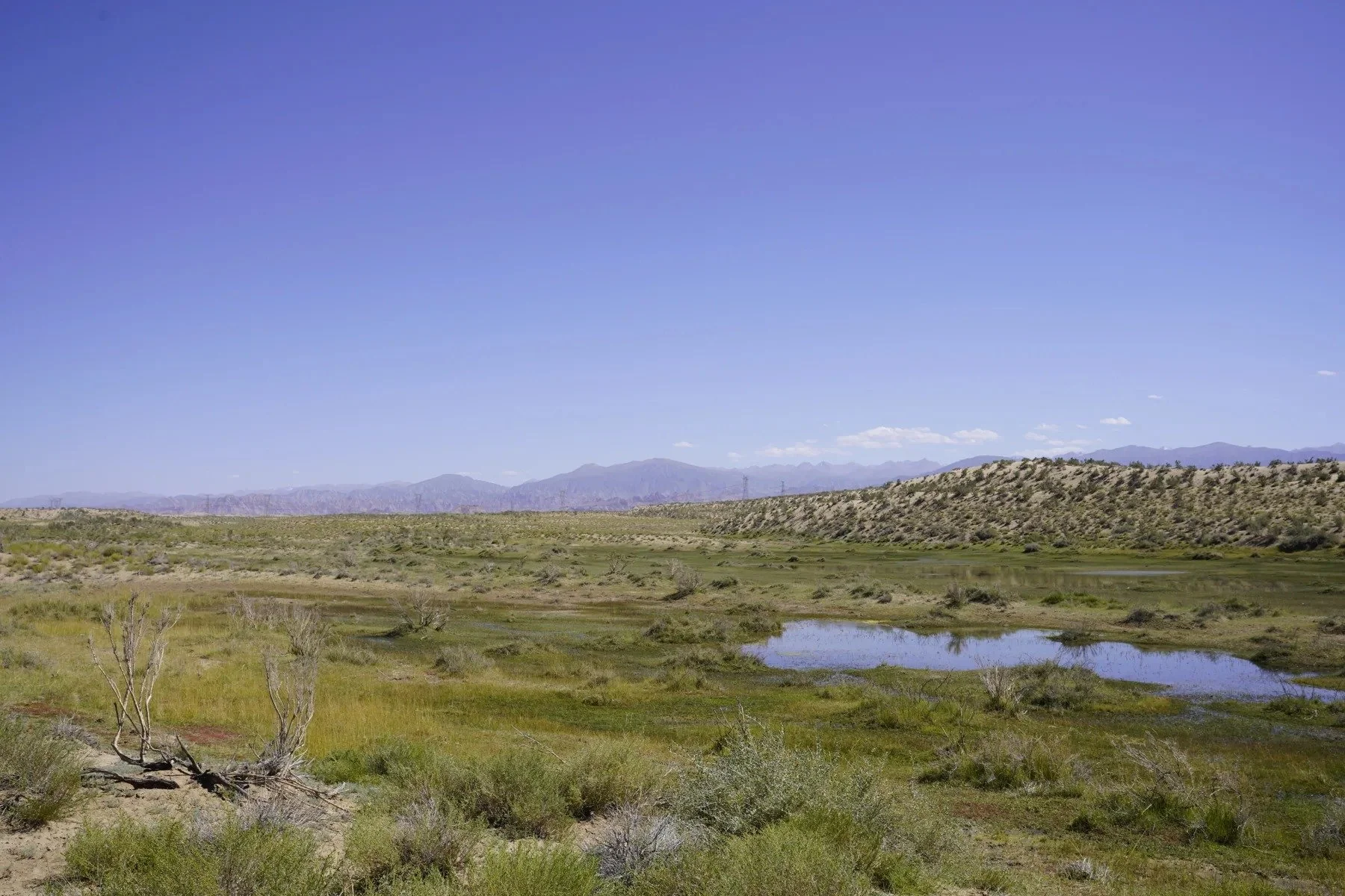 A late-summer meadow · Qaidam Basin