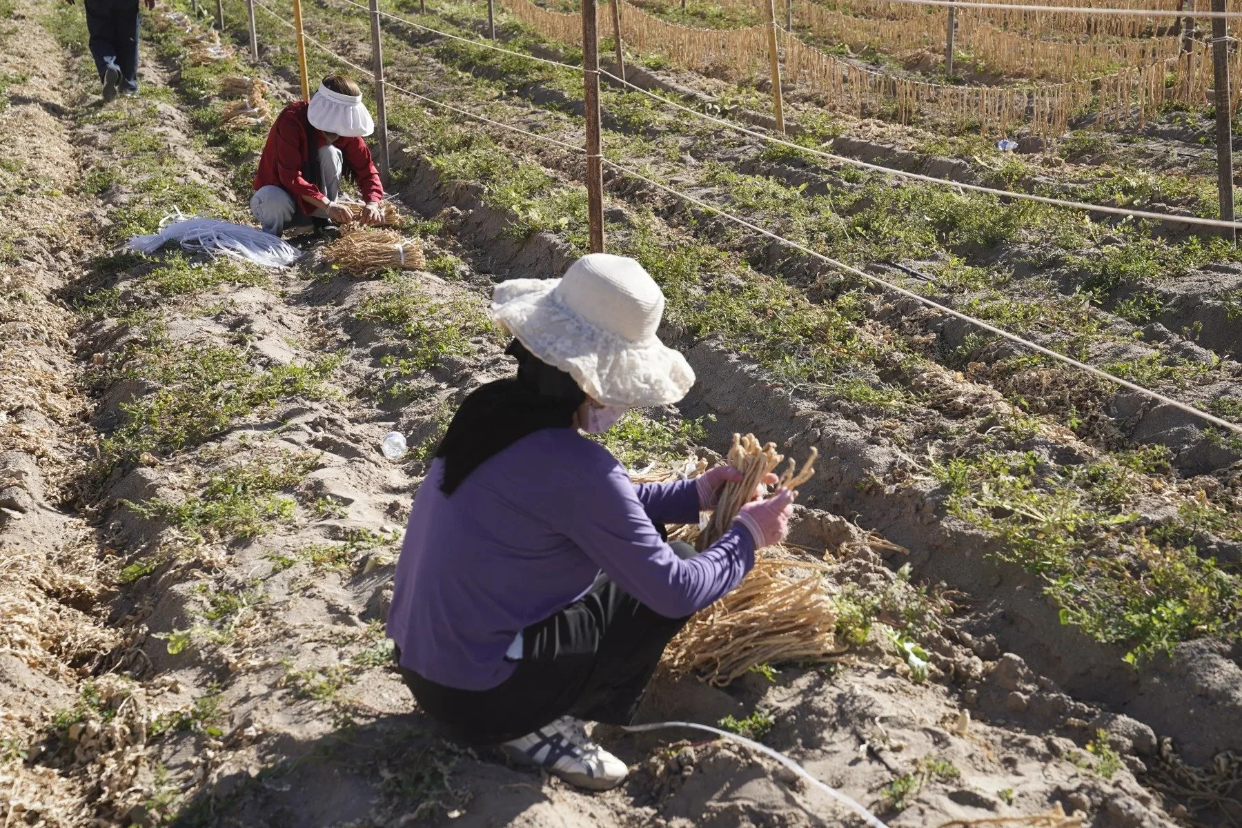 Gathering the harvest · Qaidam Basin