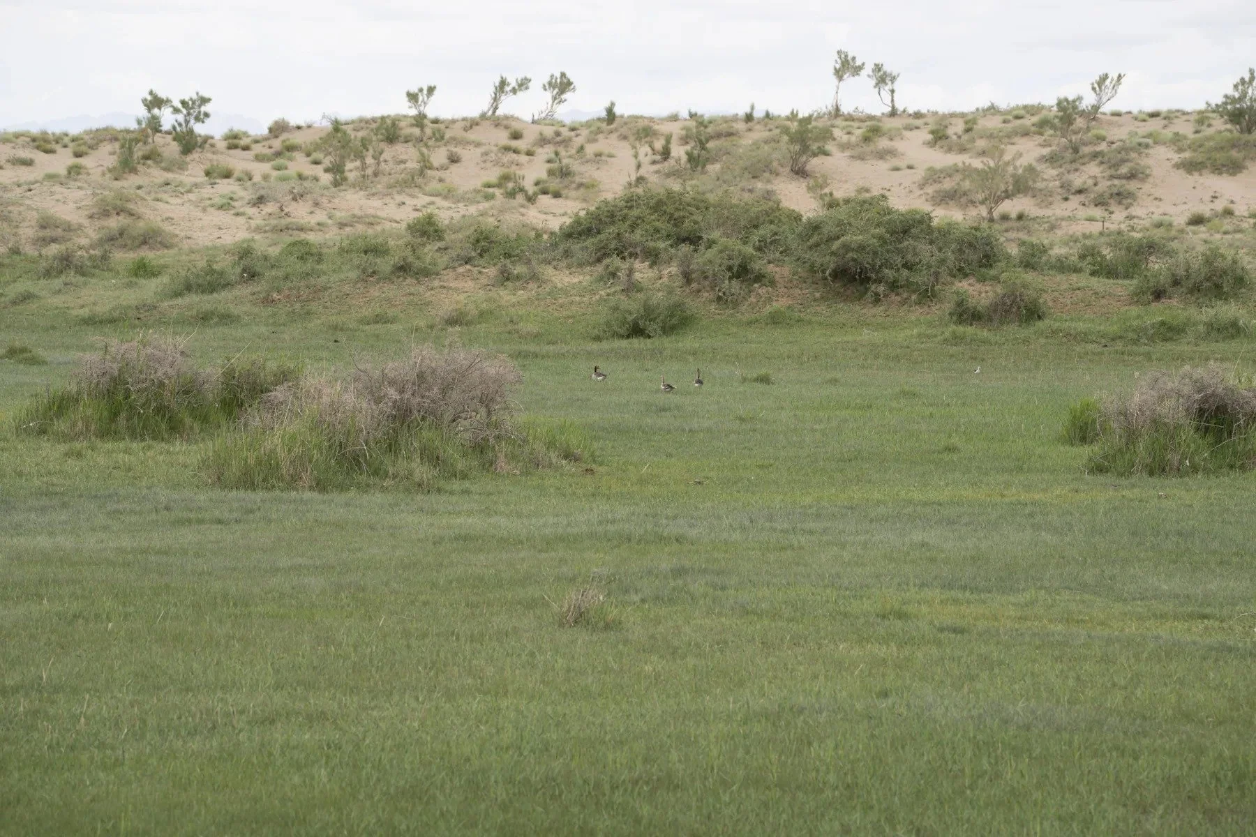 Vegetation and habitat · Qaidam Basin