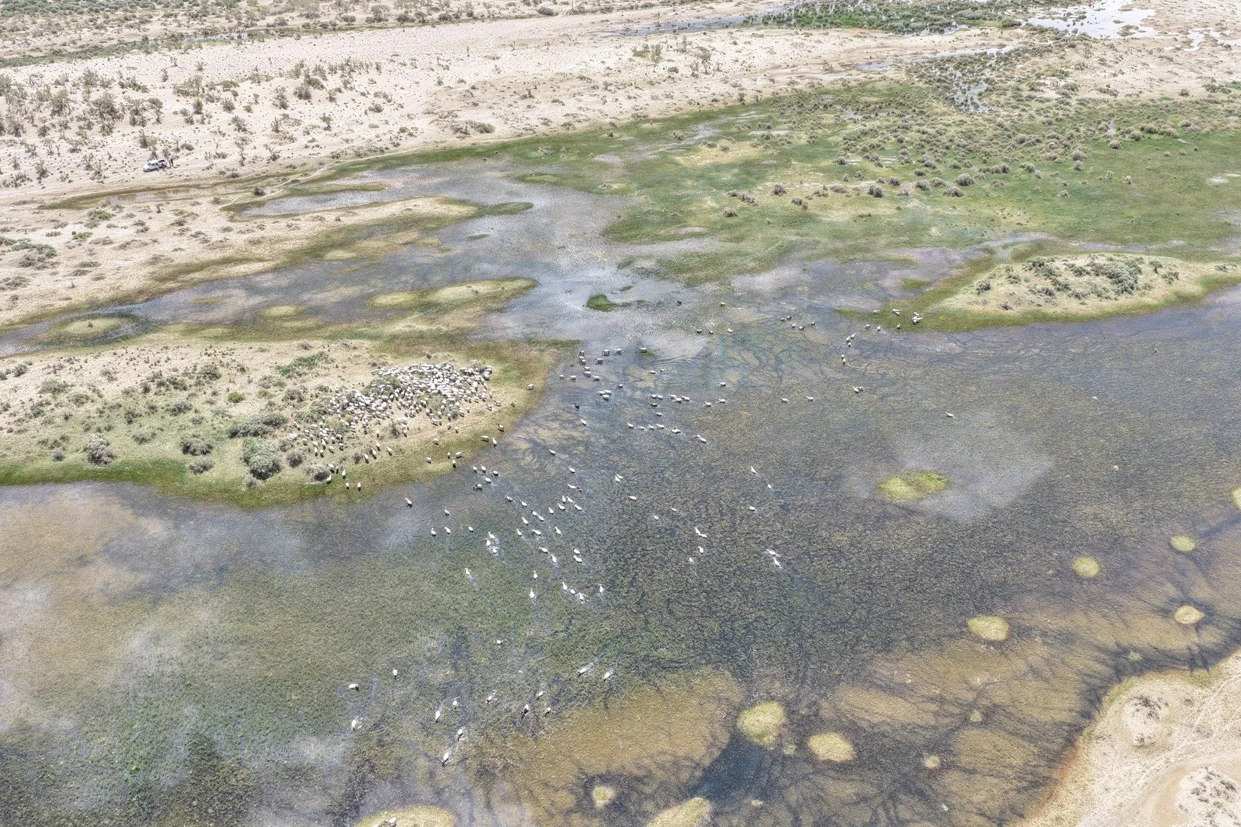 Wetland vegetation · Qaidam Basin