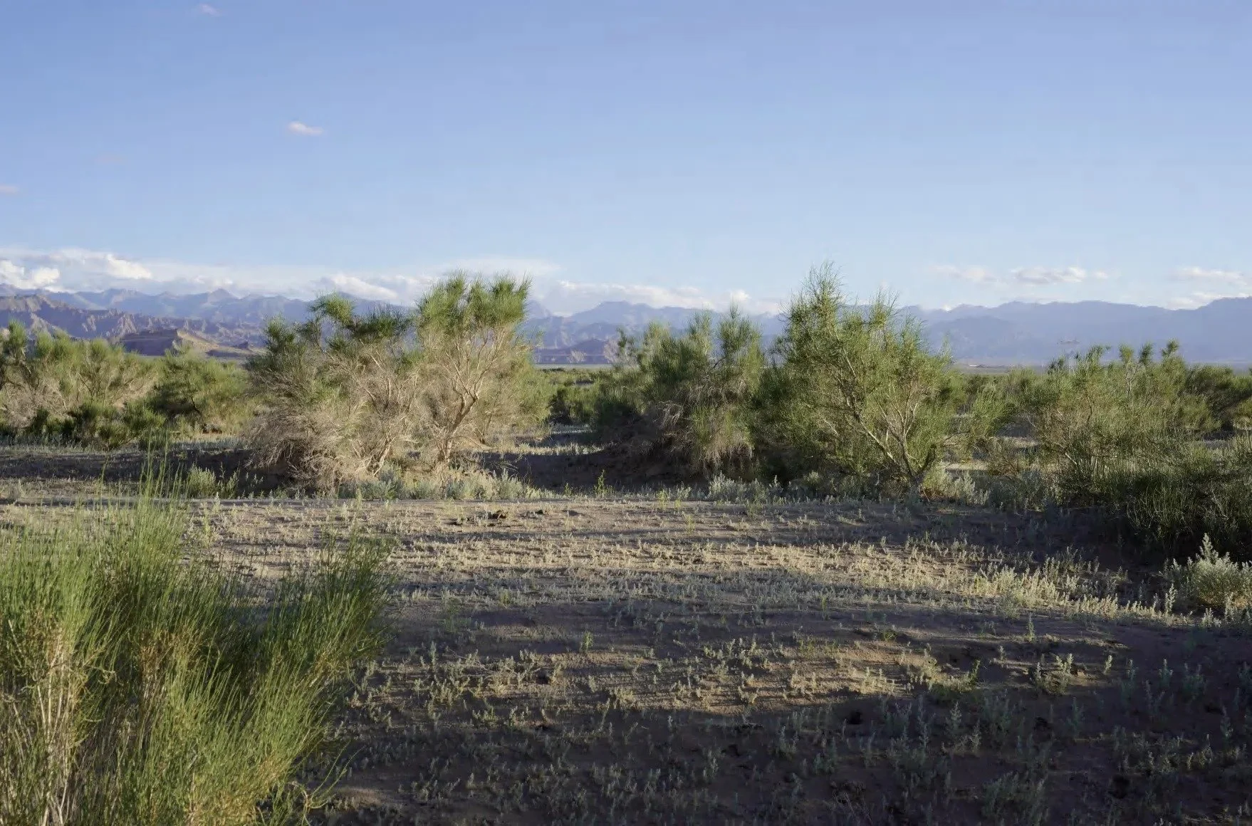 Planting in sandy ground · Qaidam Basin