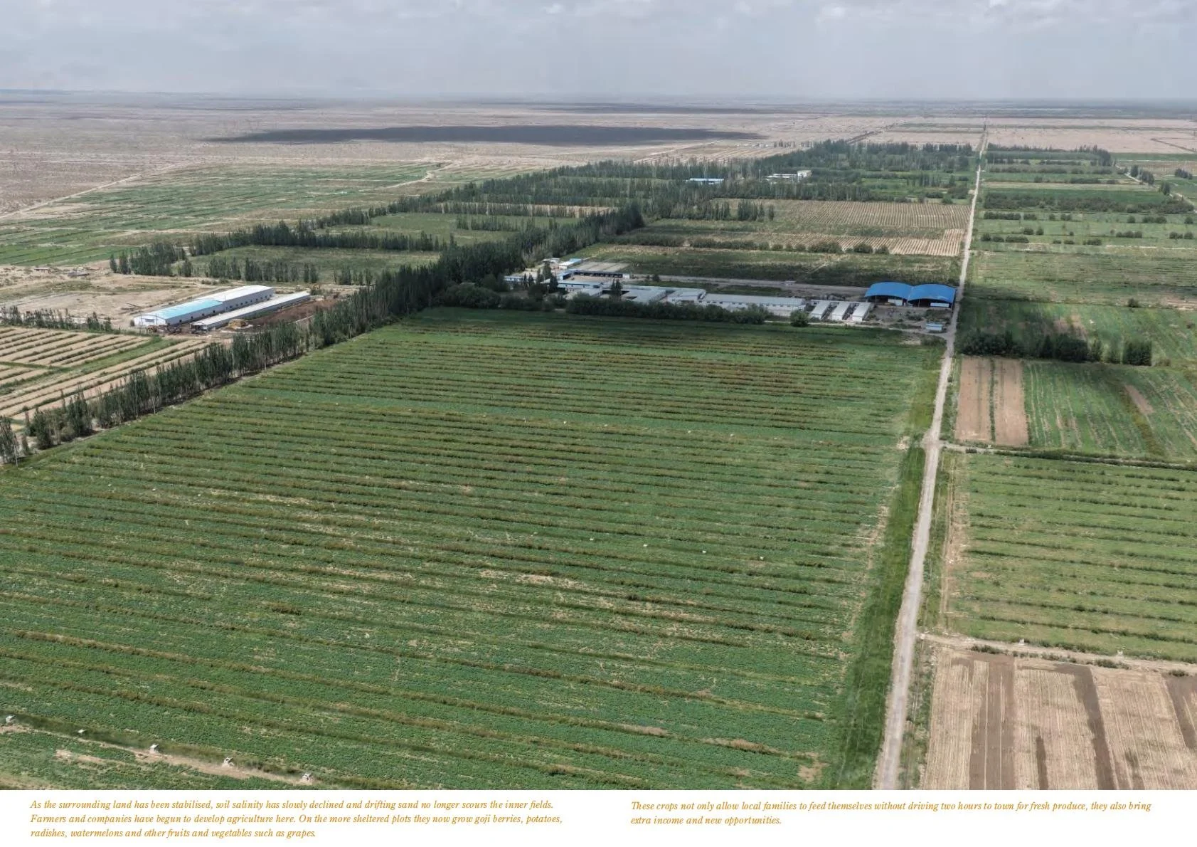 Cultivated fields and shelterbelts seen from above.