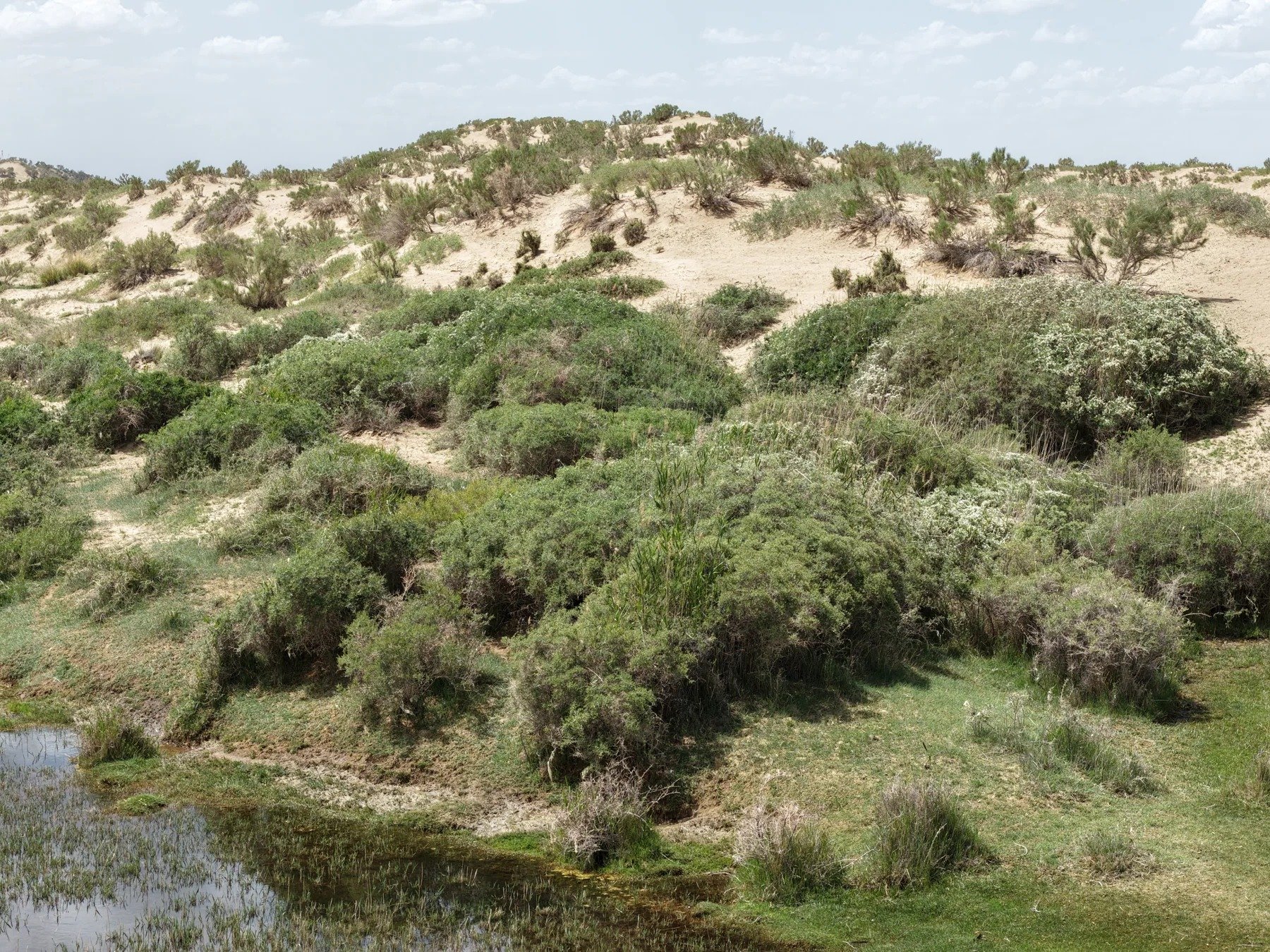 Shrubs across the sands · Qaidam Basin