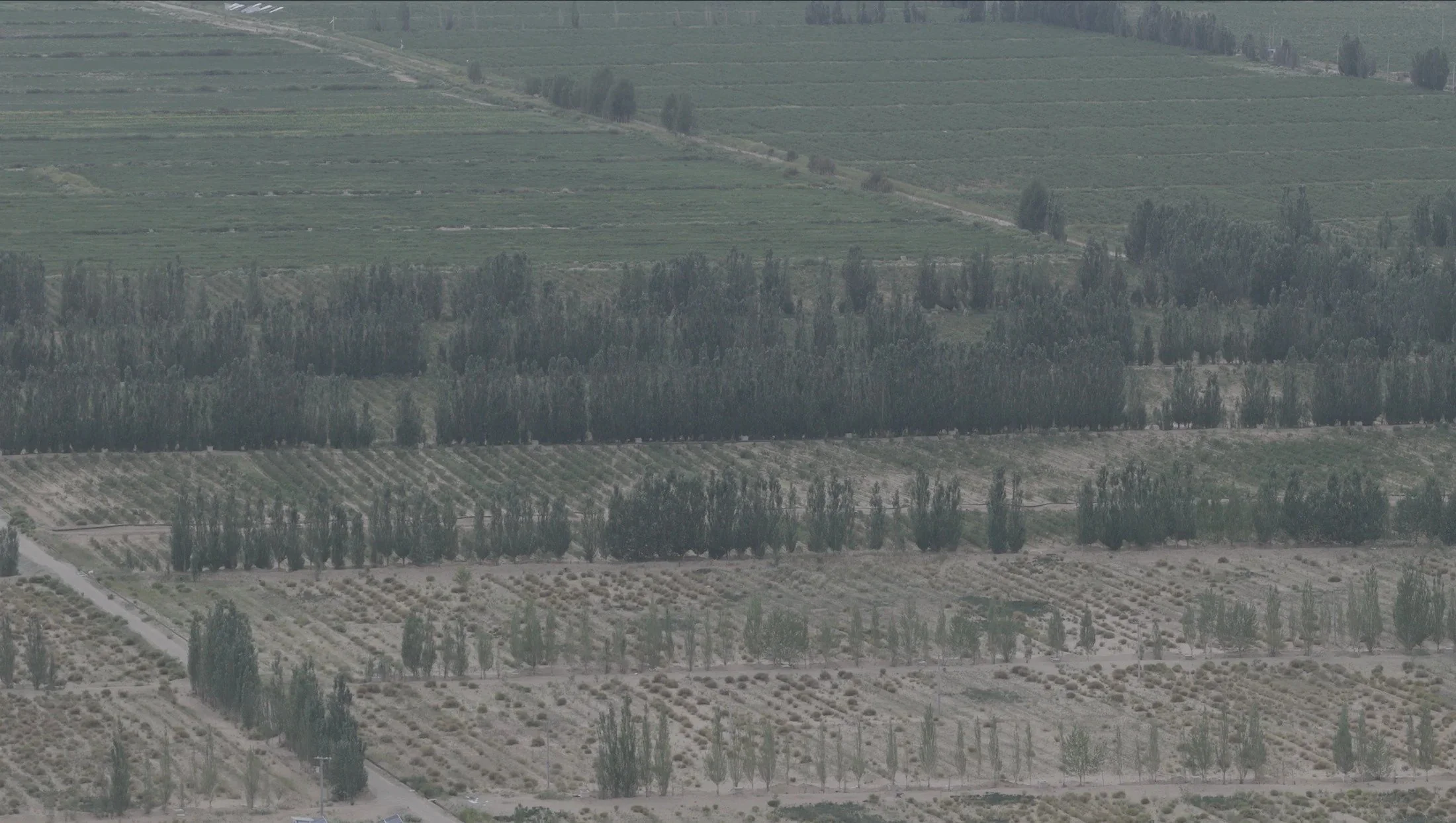 Fields and shelterbelts · Qaidam Basin