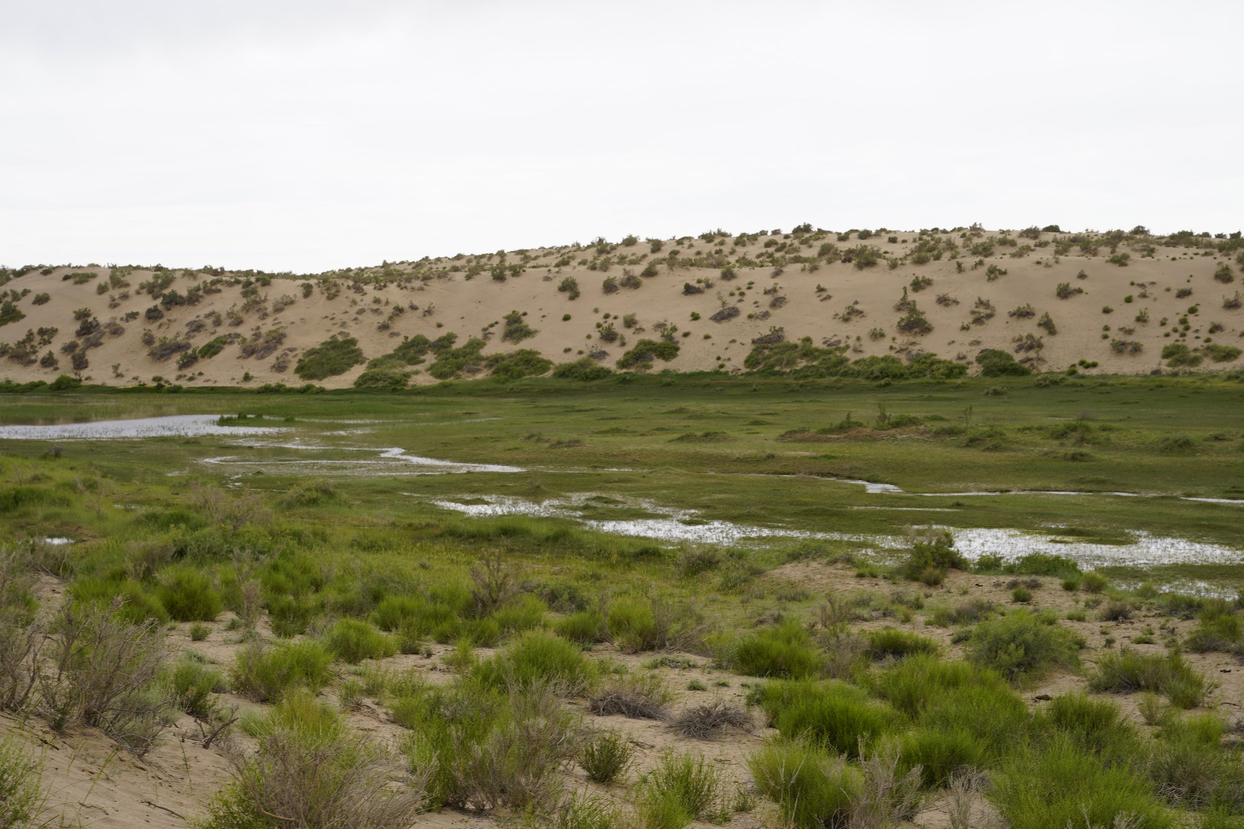 Wetland vegetation spreads along shallow water at the foot of the dunes.