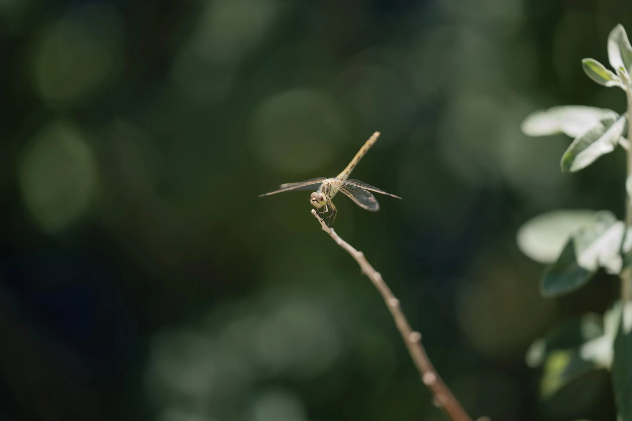 A dragonfly at rest. A close observation from the July field archive.