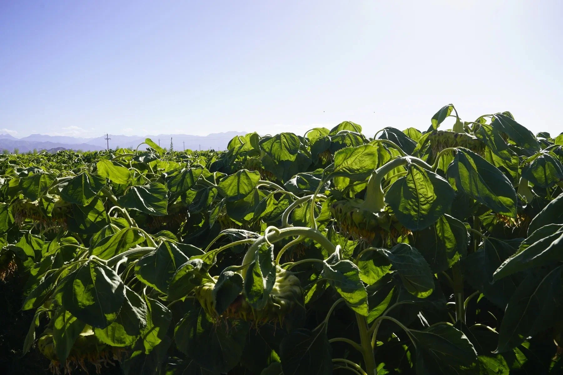 A closer look at the crops · Qaidam Basin