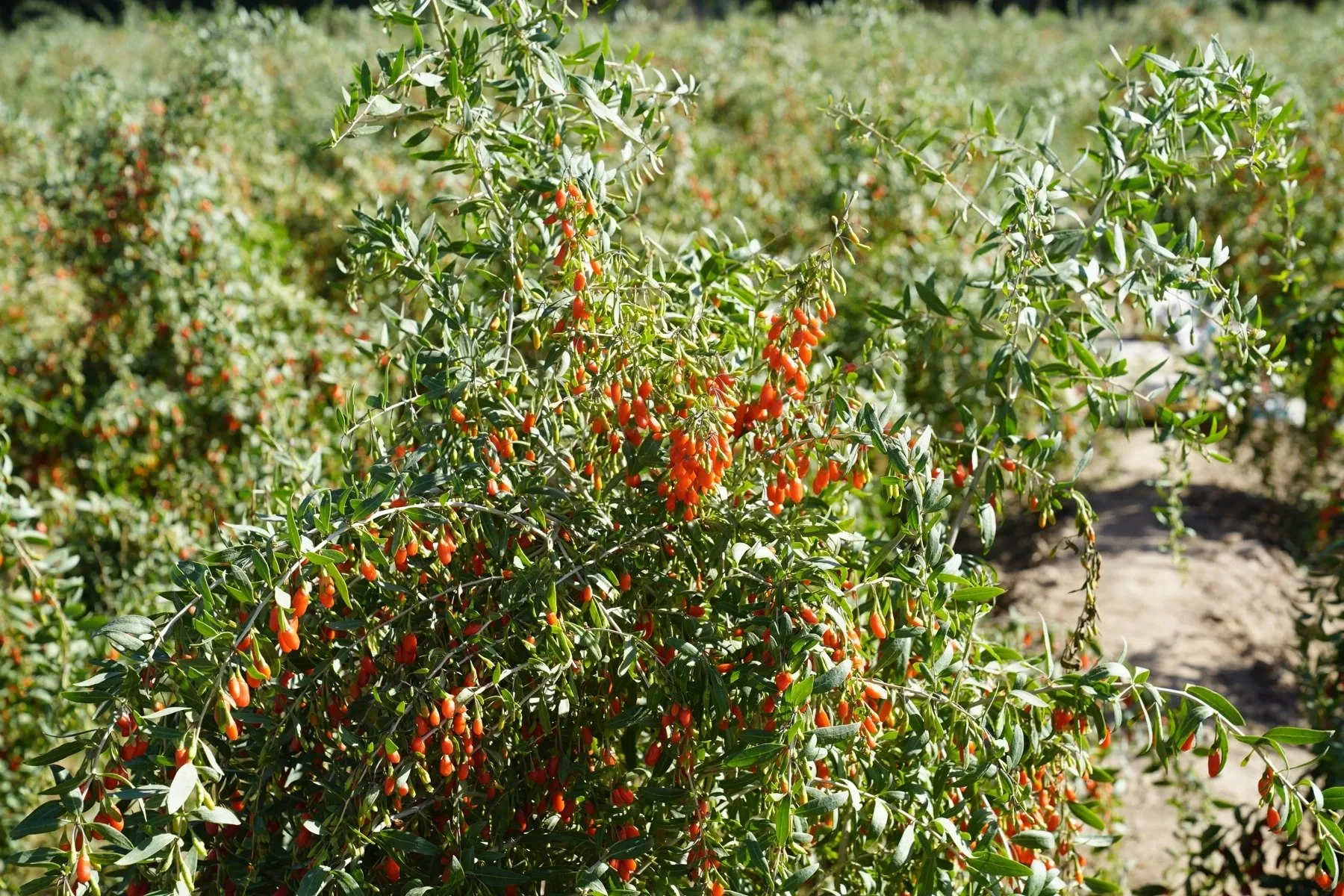 Goji berries ripen on the branches · Qaidam Basin