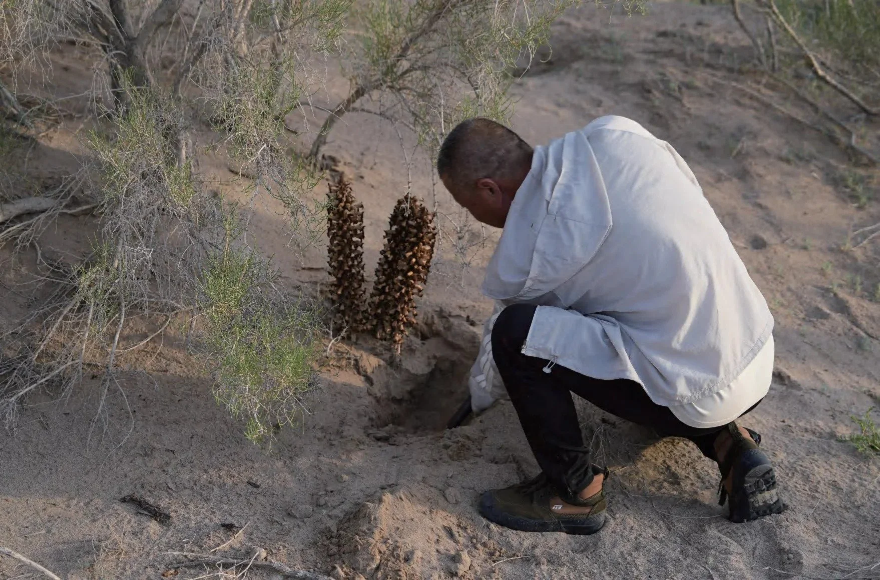 Cistanche in the field · Qaidam Basin