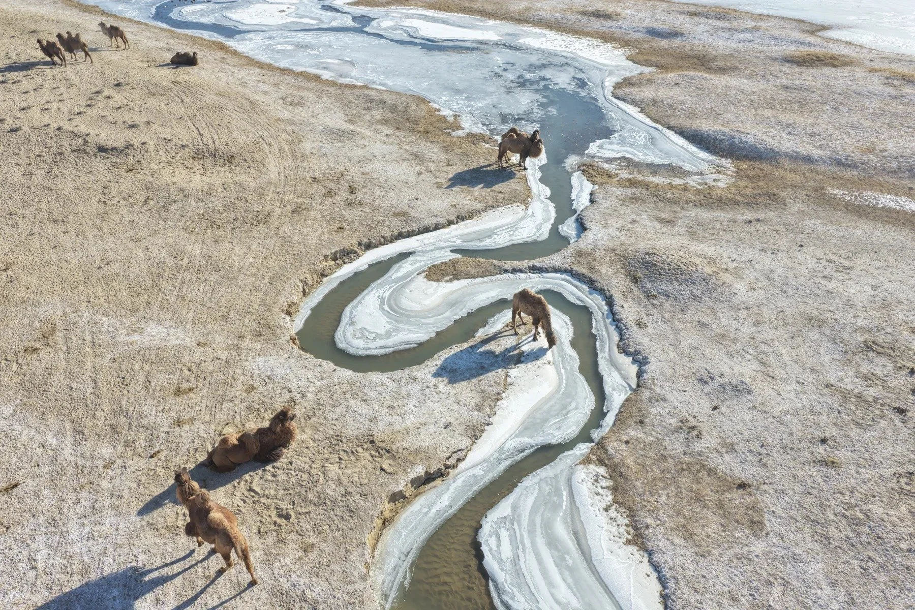 Camels in winter · Qaidam Basin
