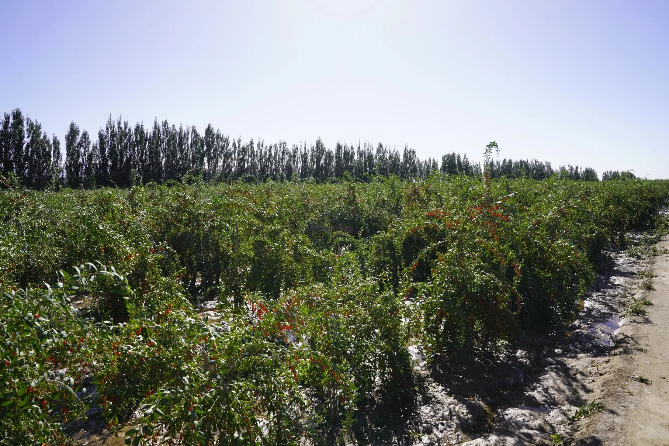 Rows of goji in late summer · Qaidam Basin