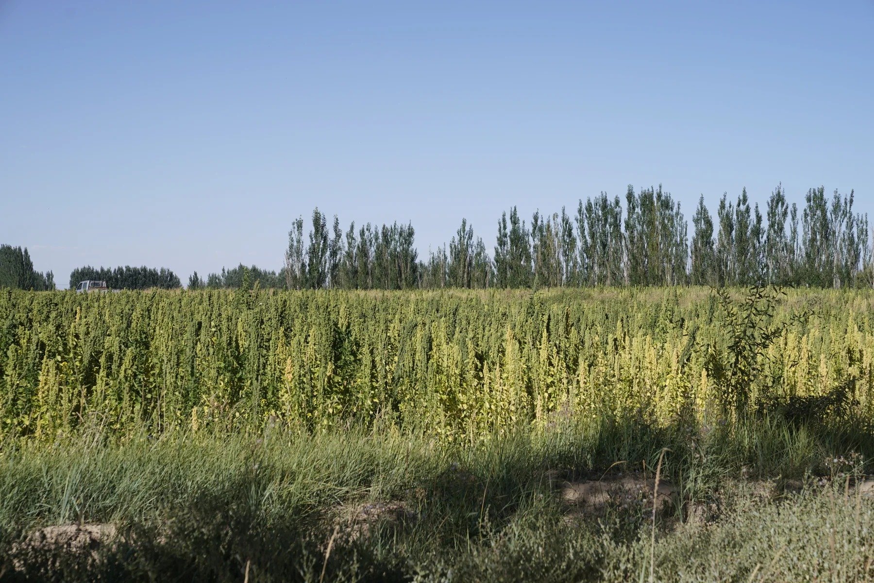 Cultivated fields · Qaidam Basin