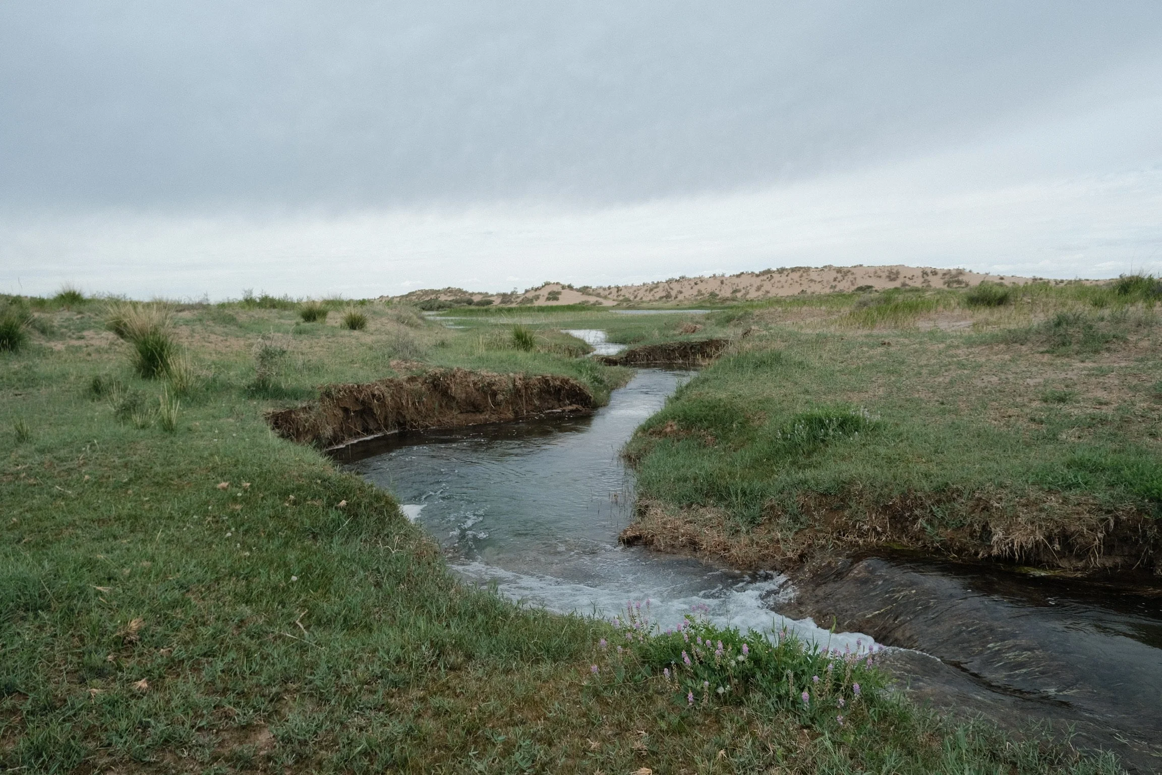 Moving water winds through grassy banks.