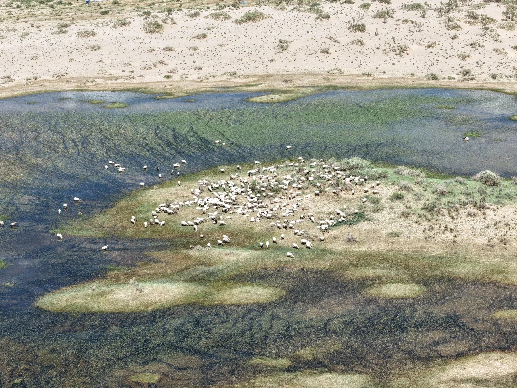03-flock.jpg