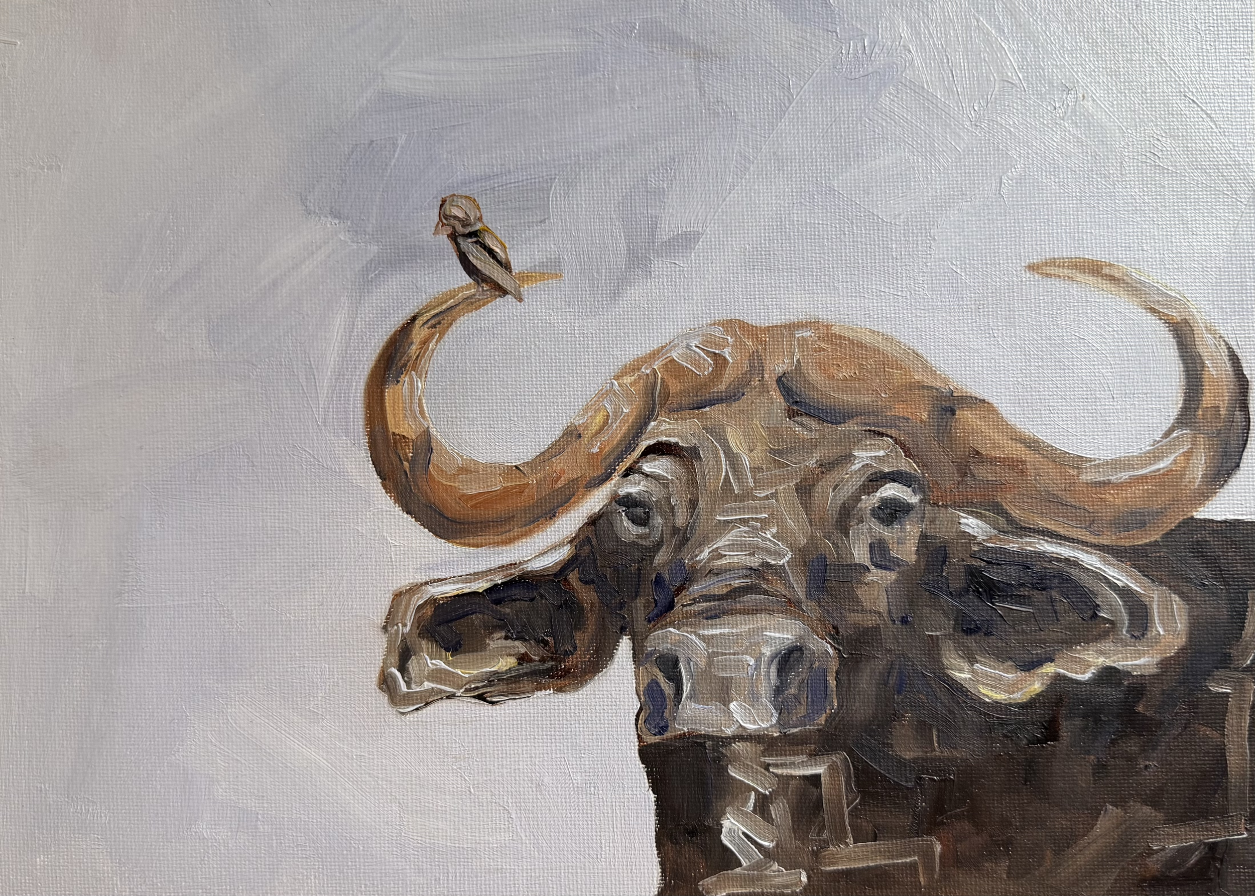 not a cow (original).