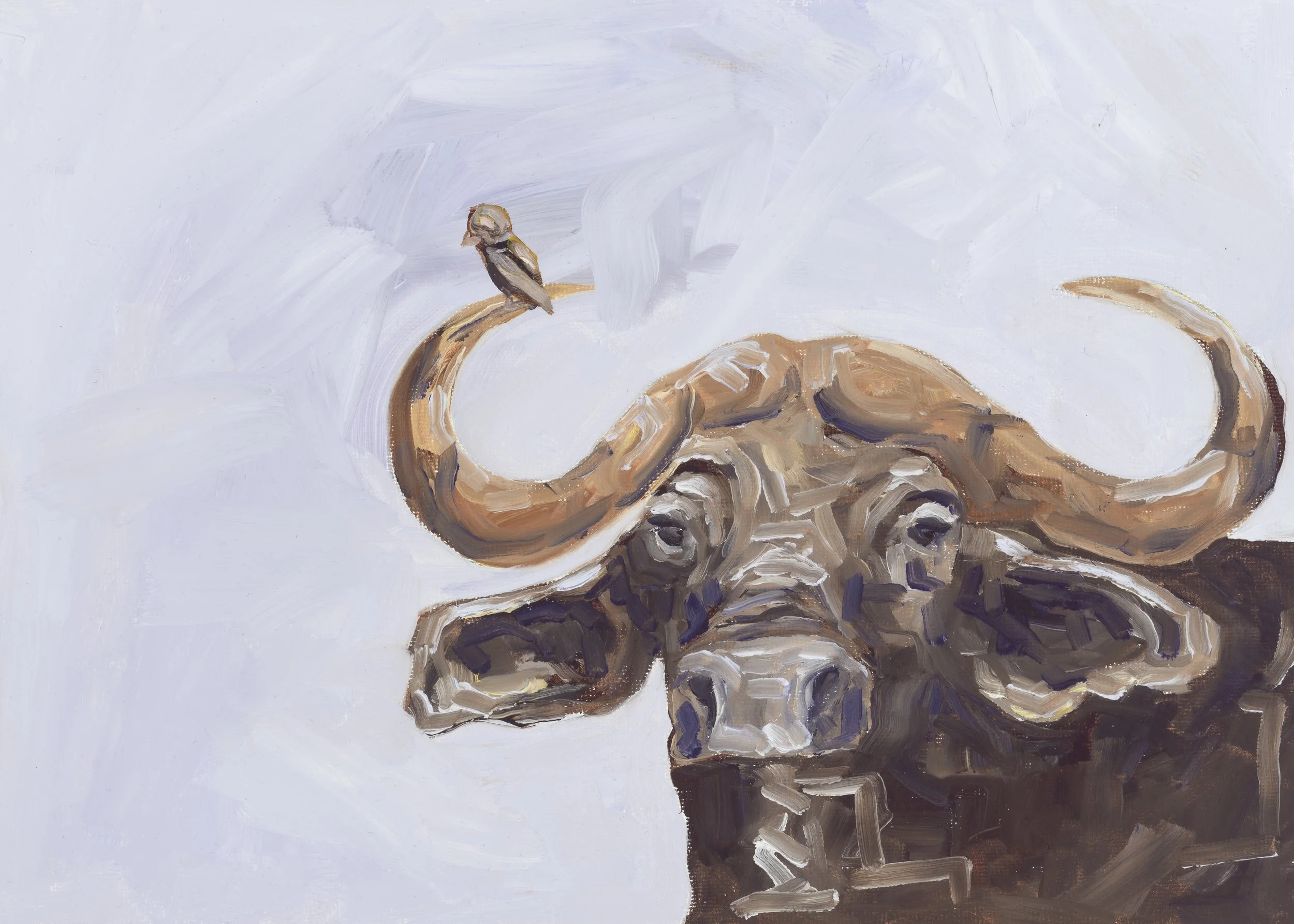 Priganc_AfricanBuffalo_Web.jpg