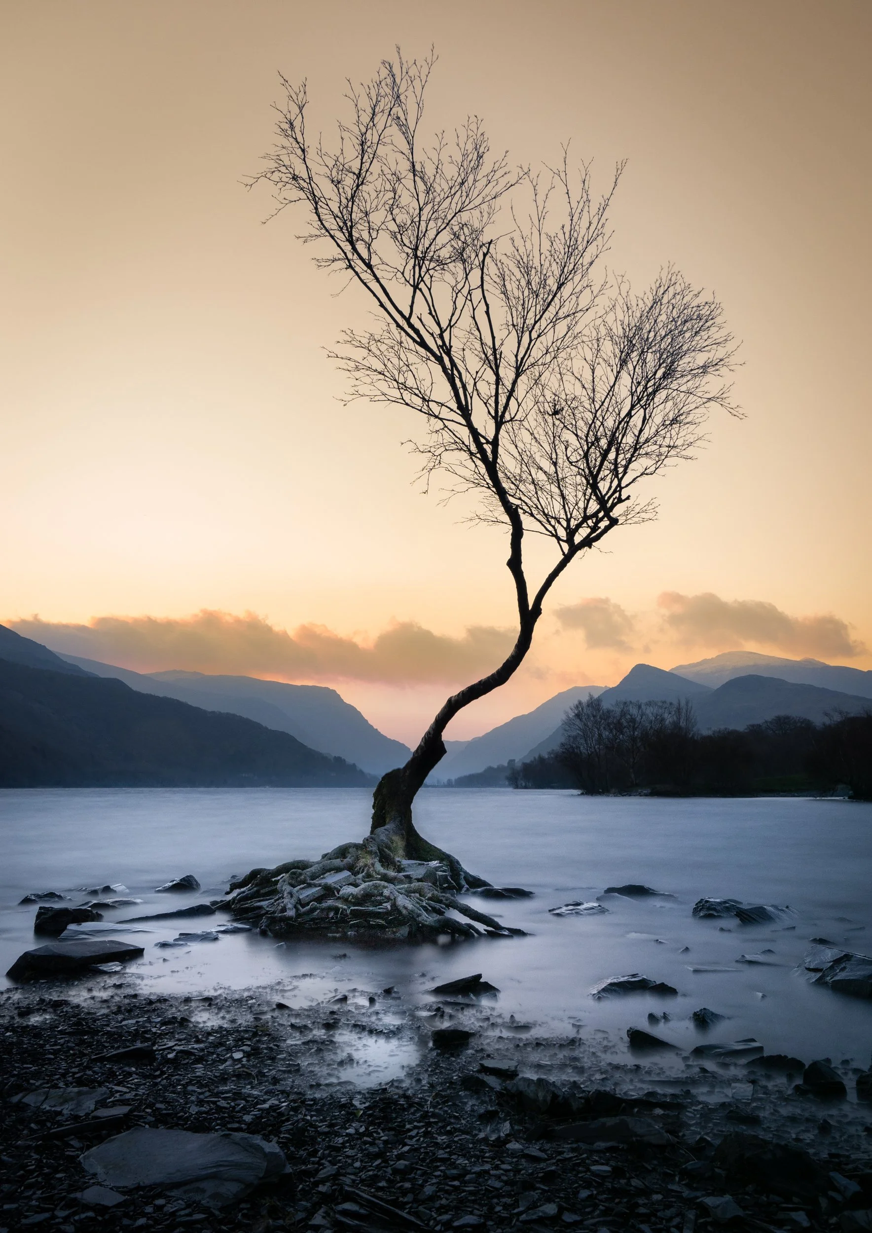 wales-landscape-llanberis-lone-tree.jpg