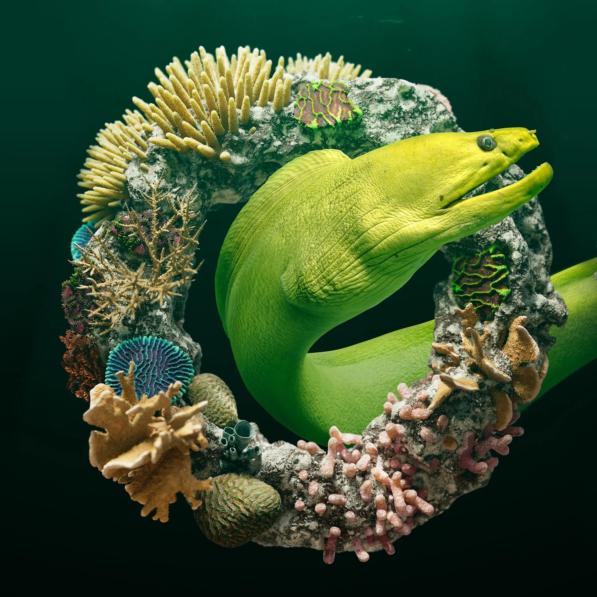 WOW-Eel-O.jpg