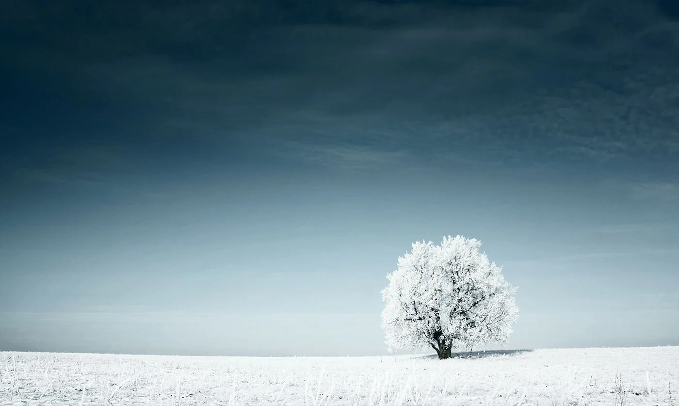 Tree in field, background