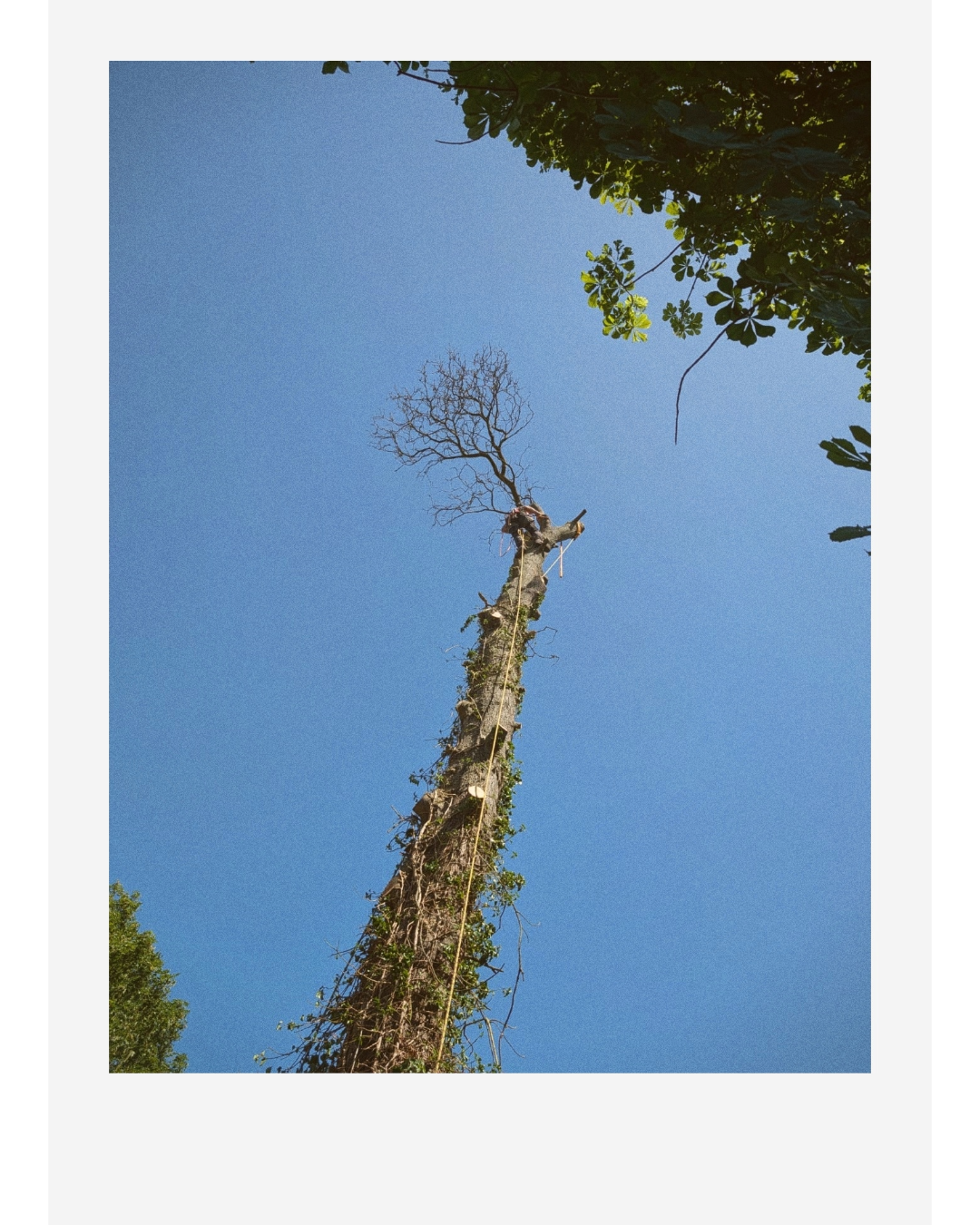 Upward view of a vine-covered tree trunk with bare branches against a clear blue sky