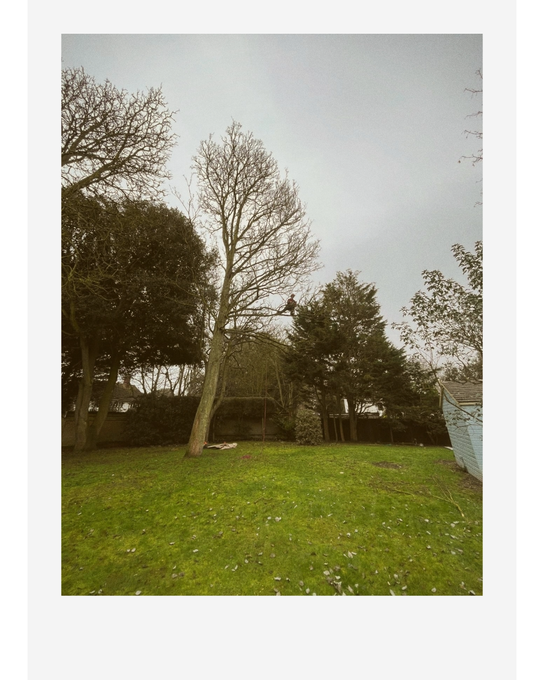 Leafless tree being trimmed by an arborist in a residential backyard
