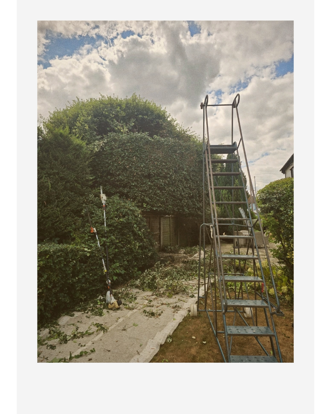 Tall metal garden ladder beside a hedge and trimmer on a backyard path under a cloudy sky