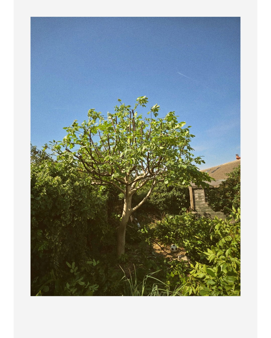 Sunny backyard garden with a leafy fig tree, dense greenery, wooden shed, and soccer ball under a clear blue sky